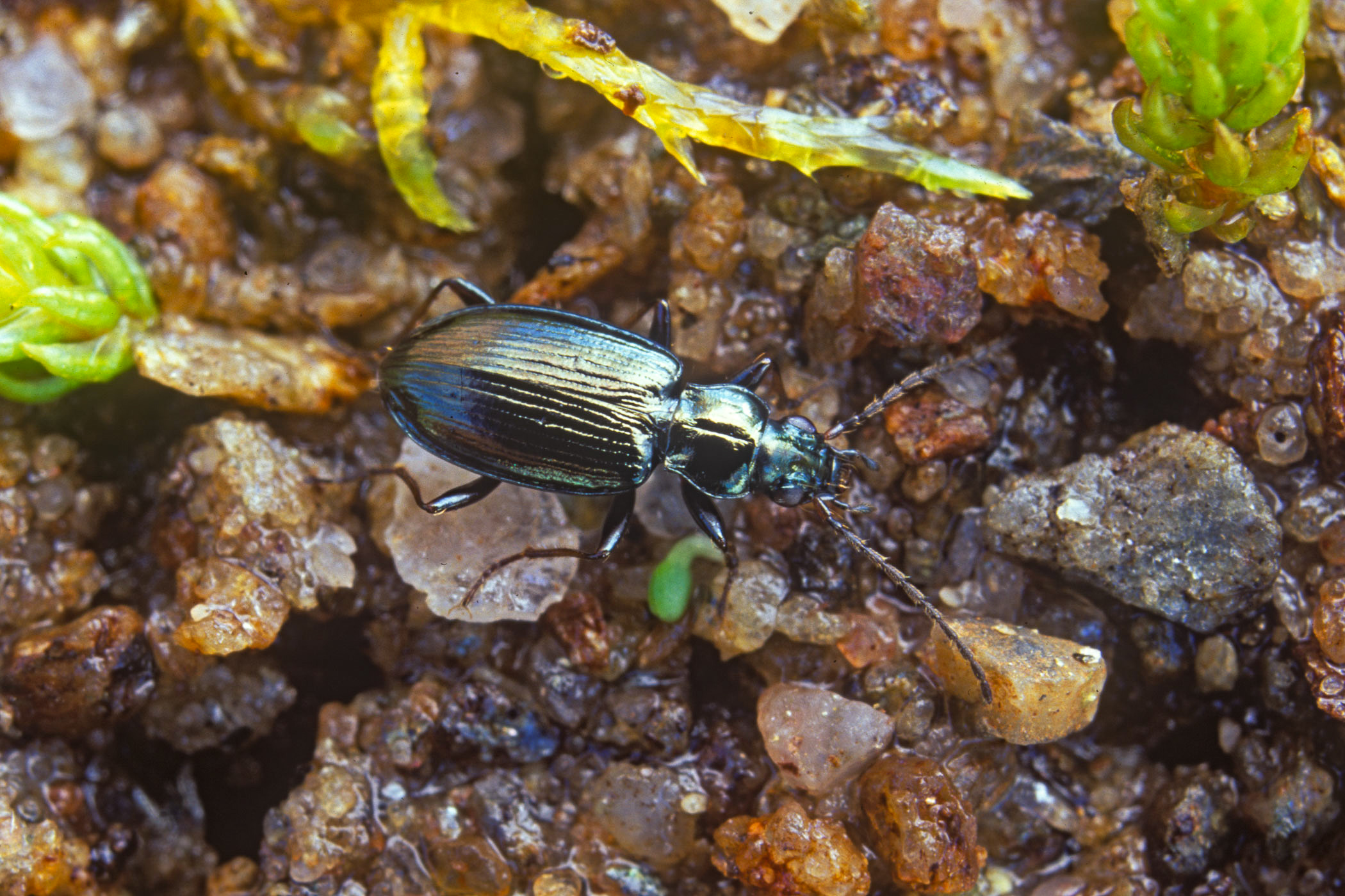 Bembidion geniculatum