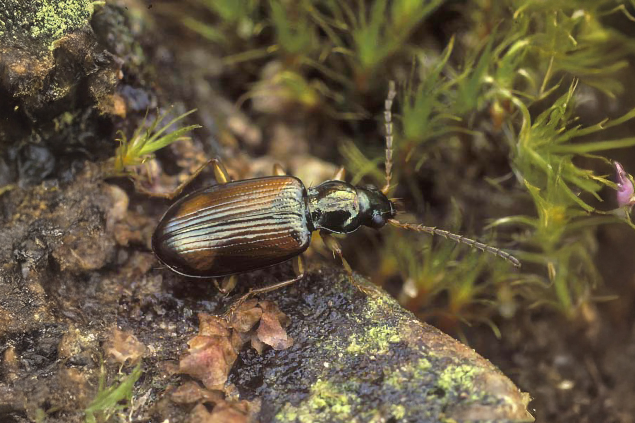 Bembidion bualei