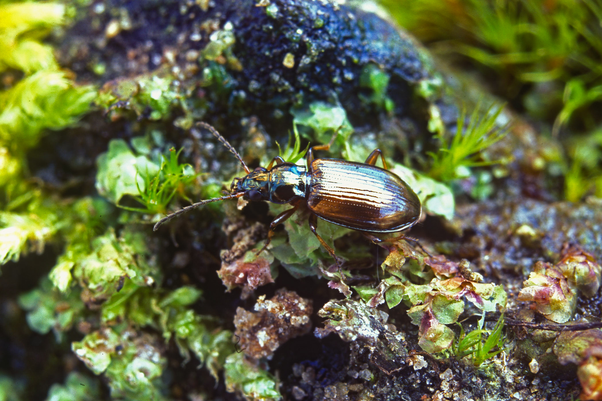 Bembidion bruxellense