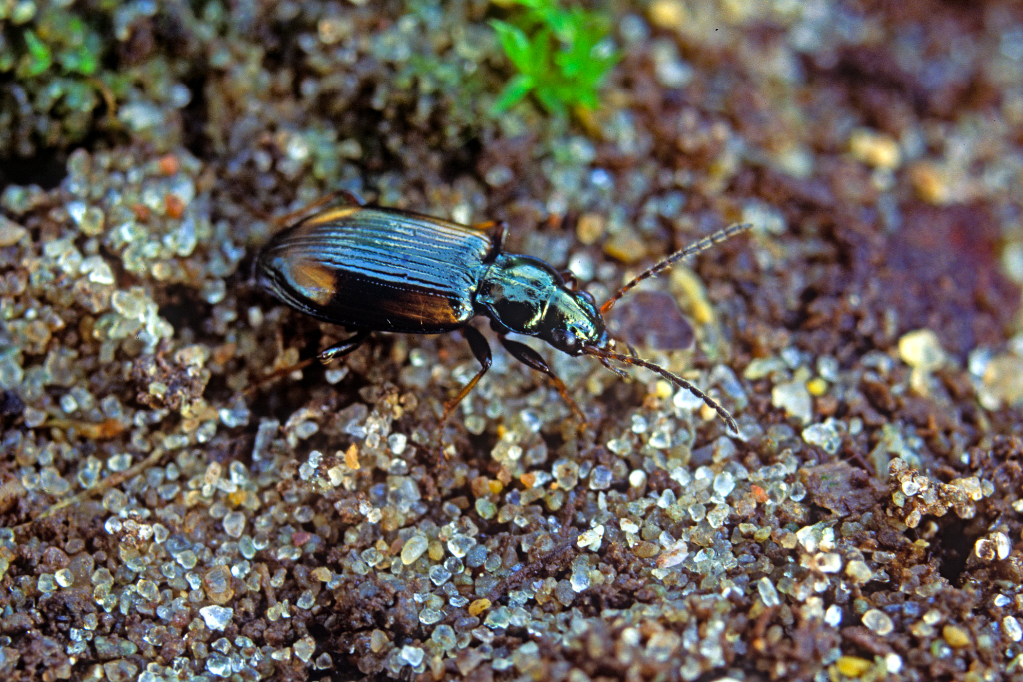 Bembidion bruxellense