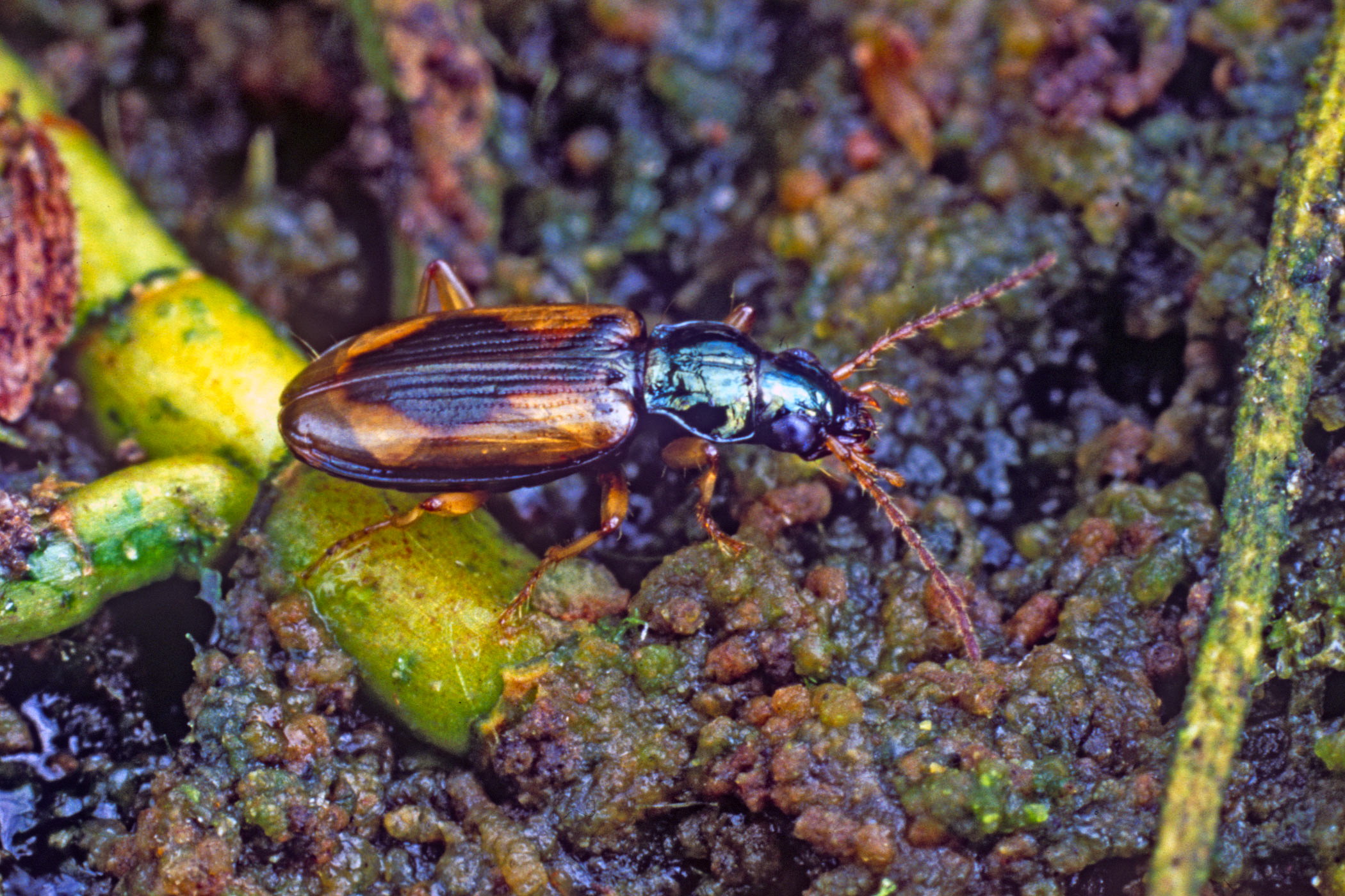 Bembidion maritimum