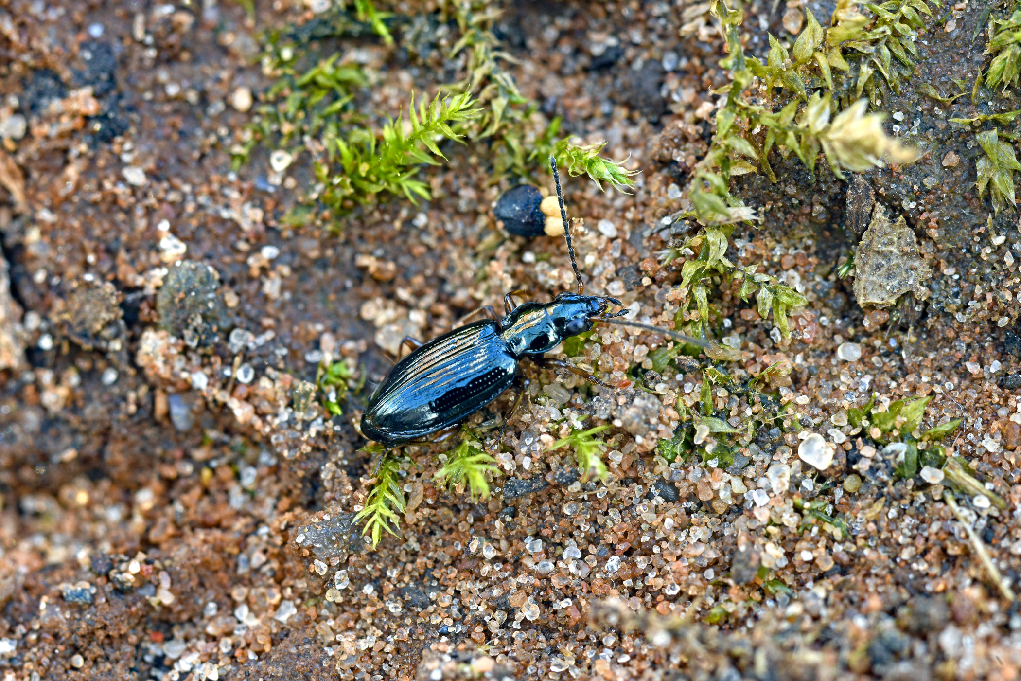 Bembidion deletum