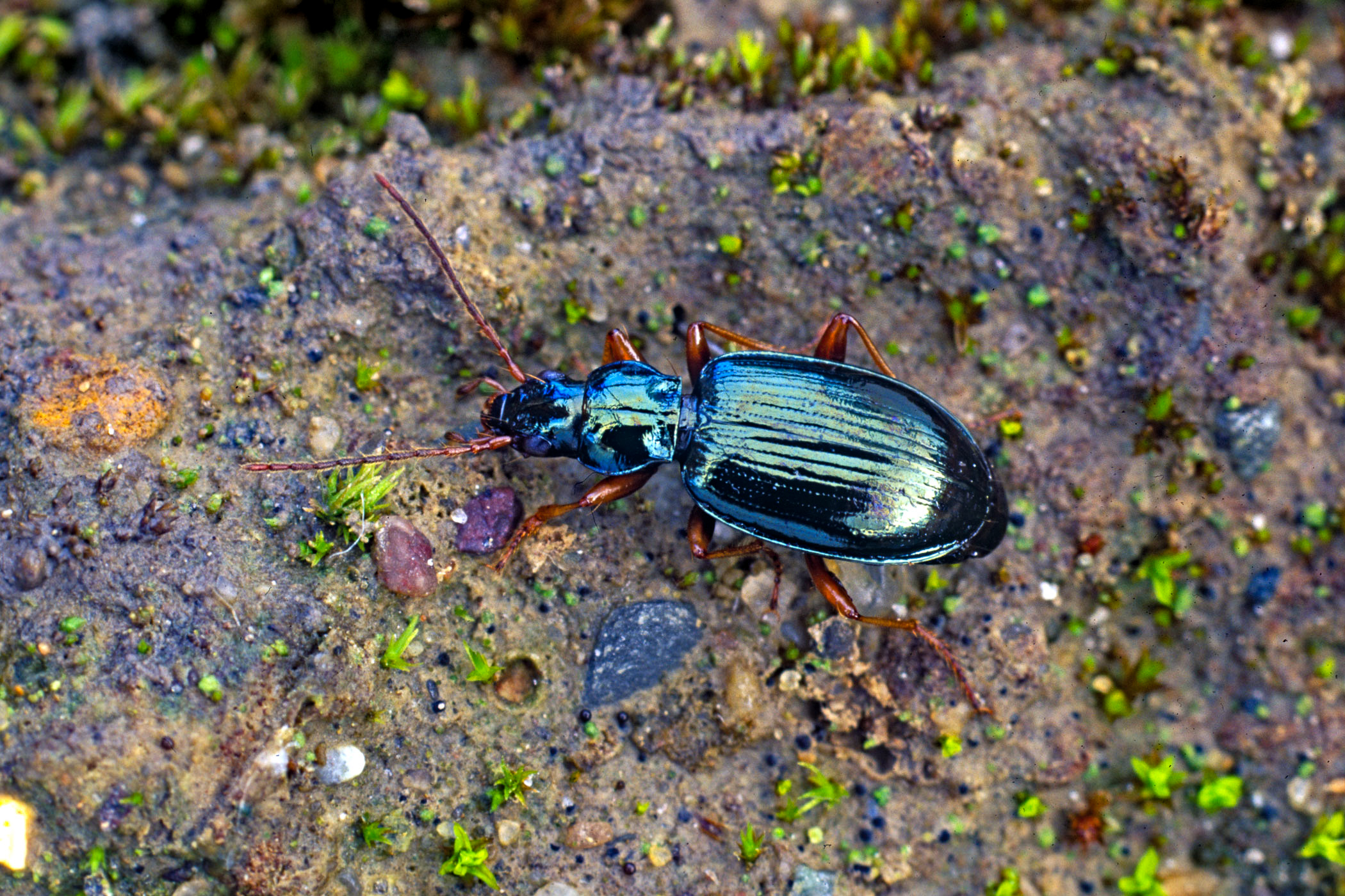 Bembidion stephensii