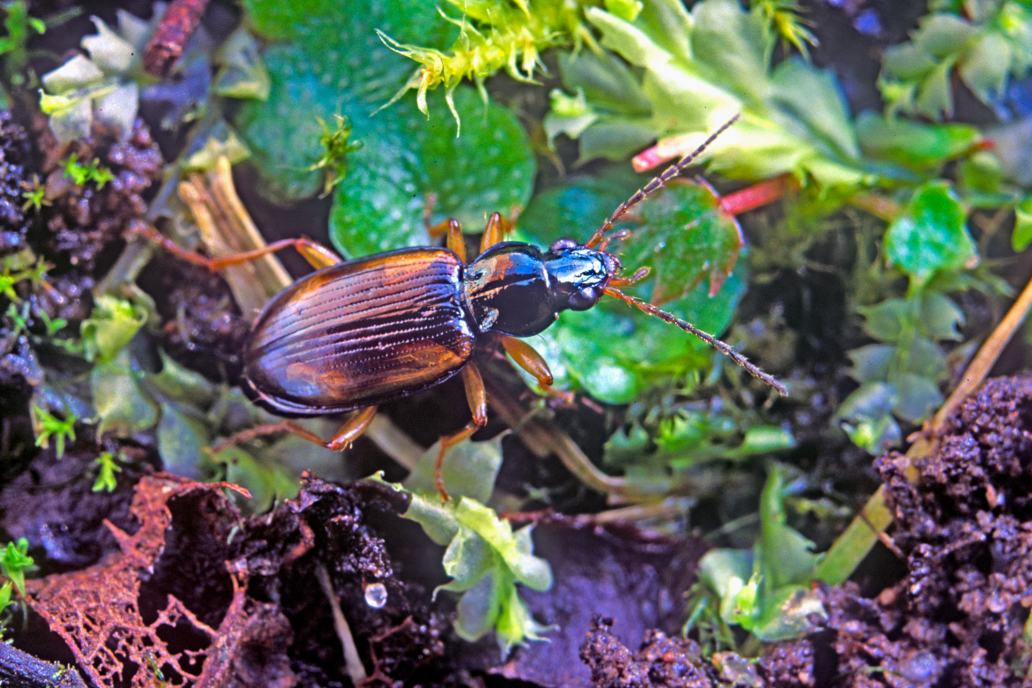 Bembidion tetracolum