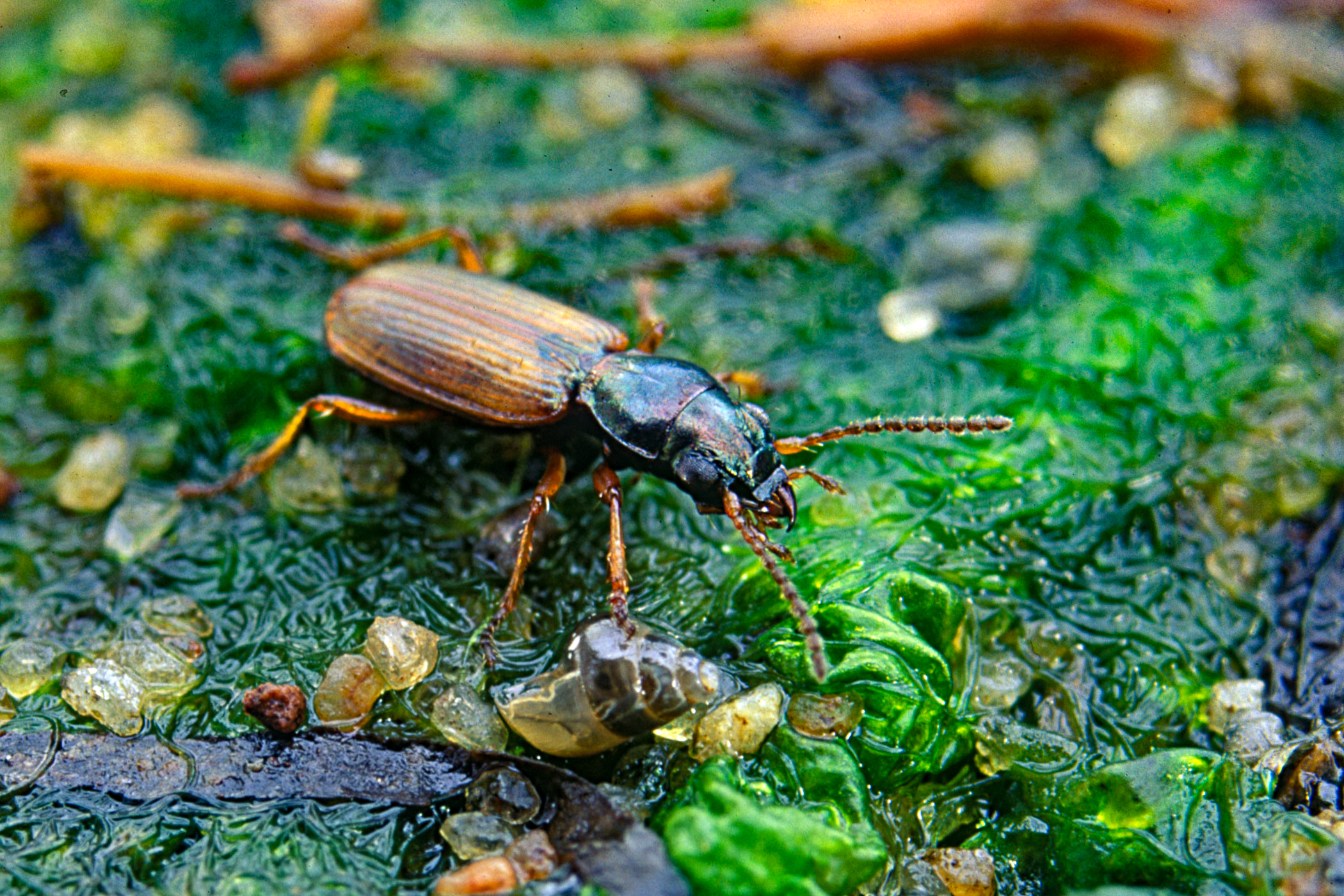 Bembidion laterale