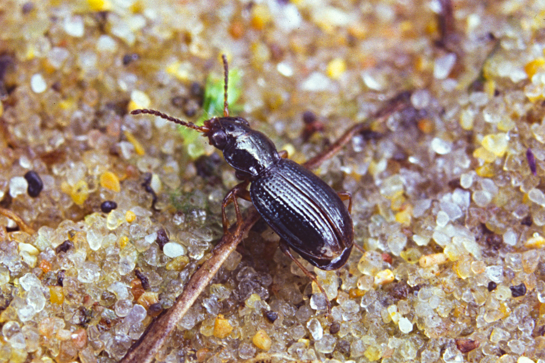 Bembidion gilvipes