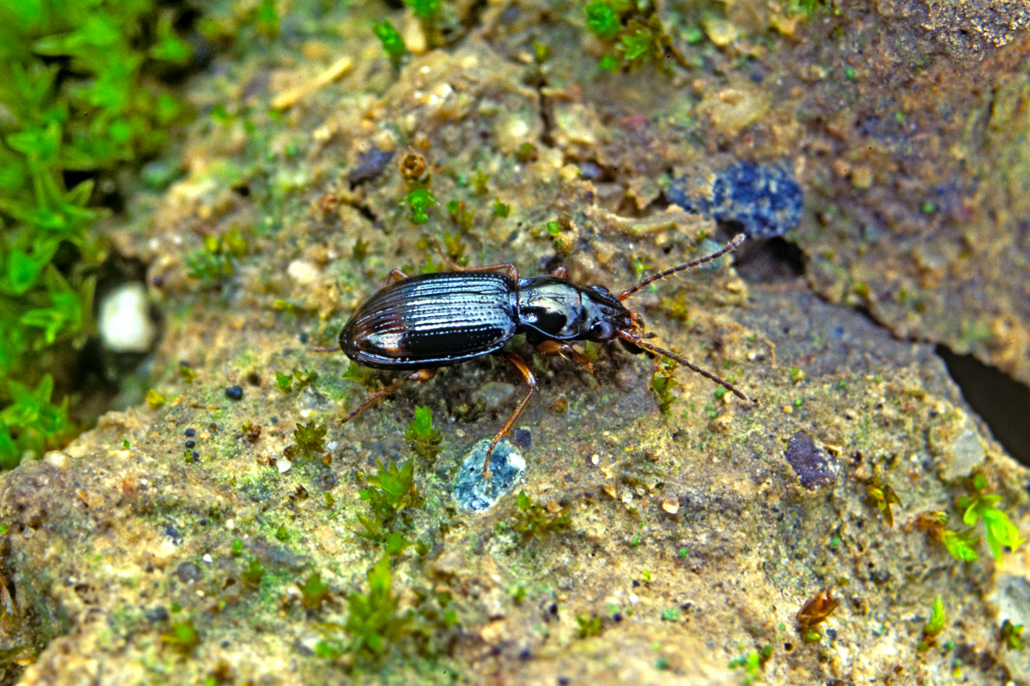 Bembidion assimile