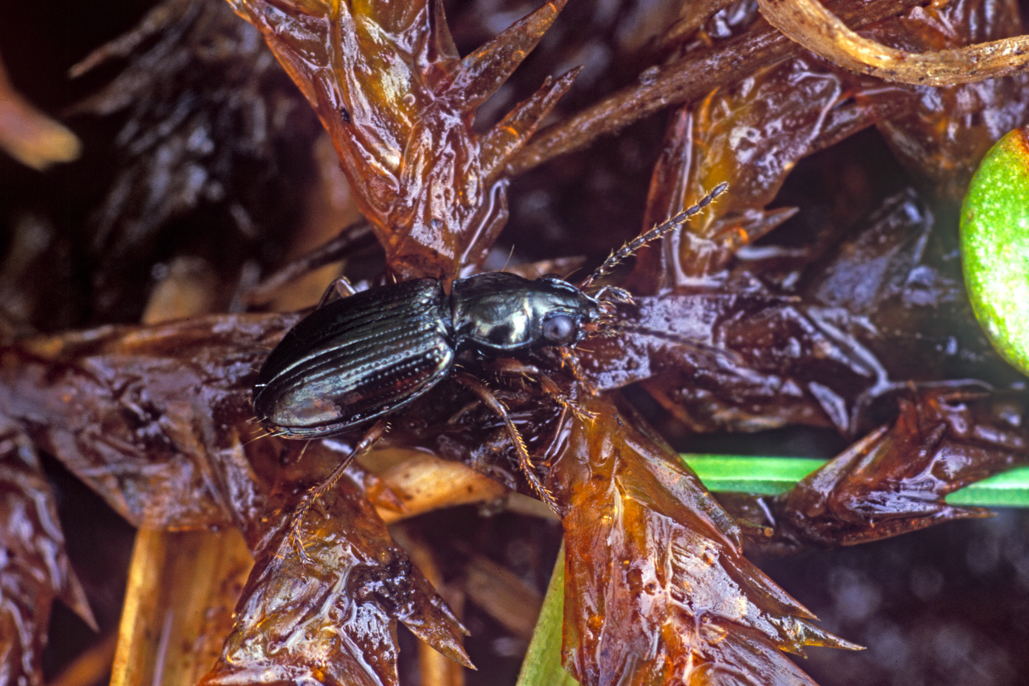 Bembidion clarkii