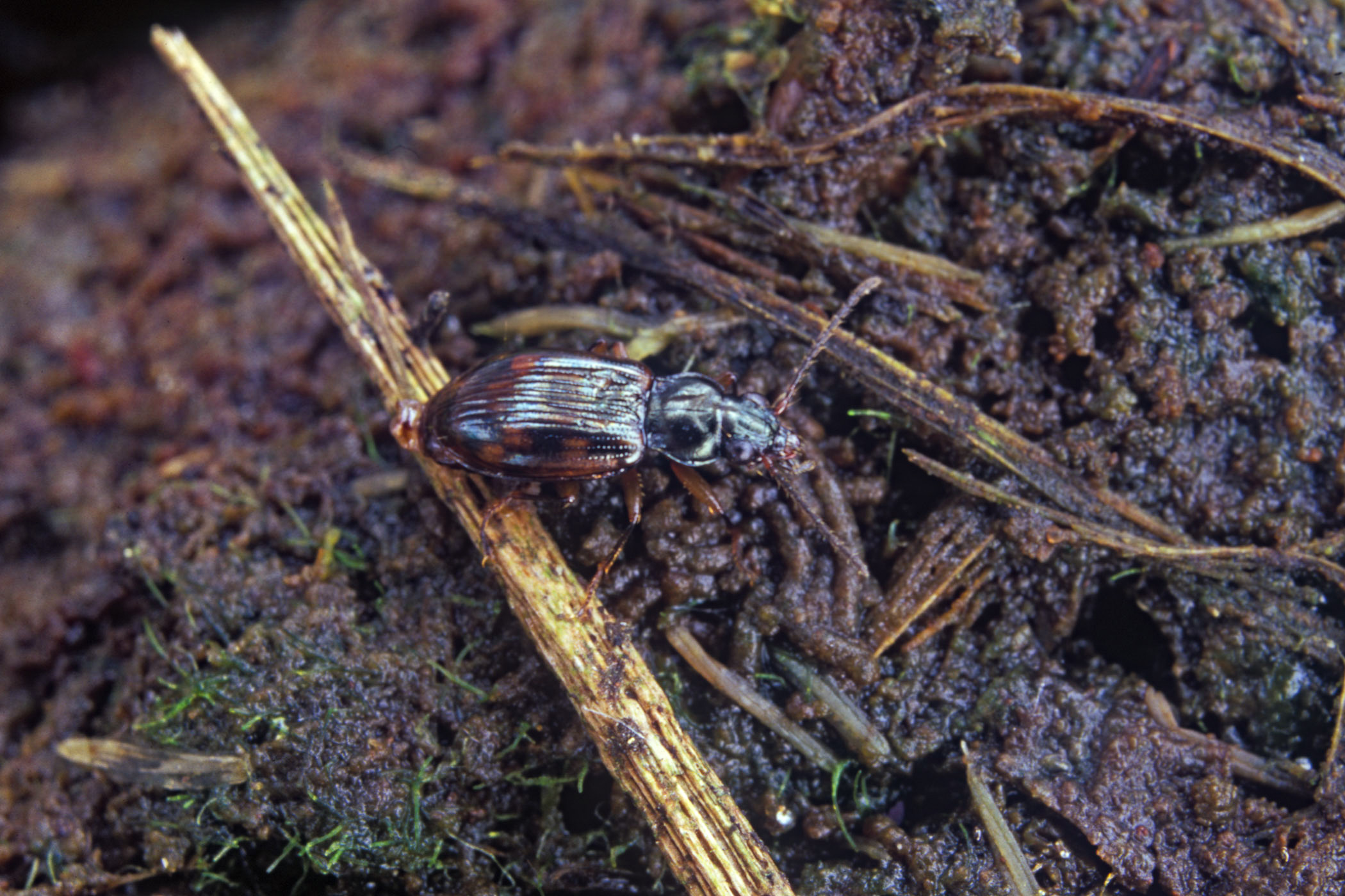 Bembidion fumigatum