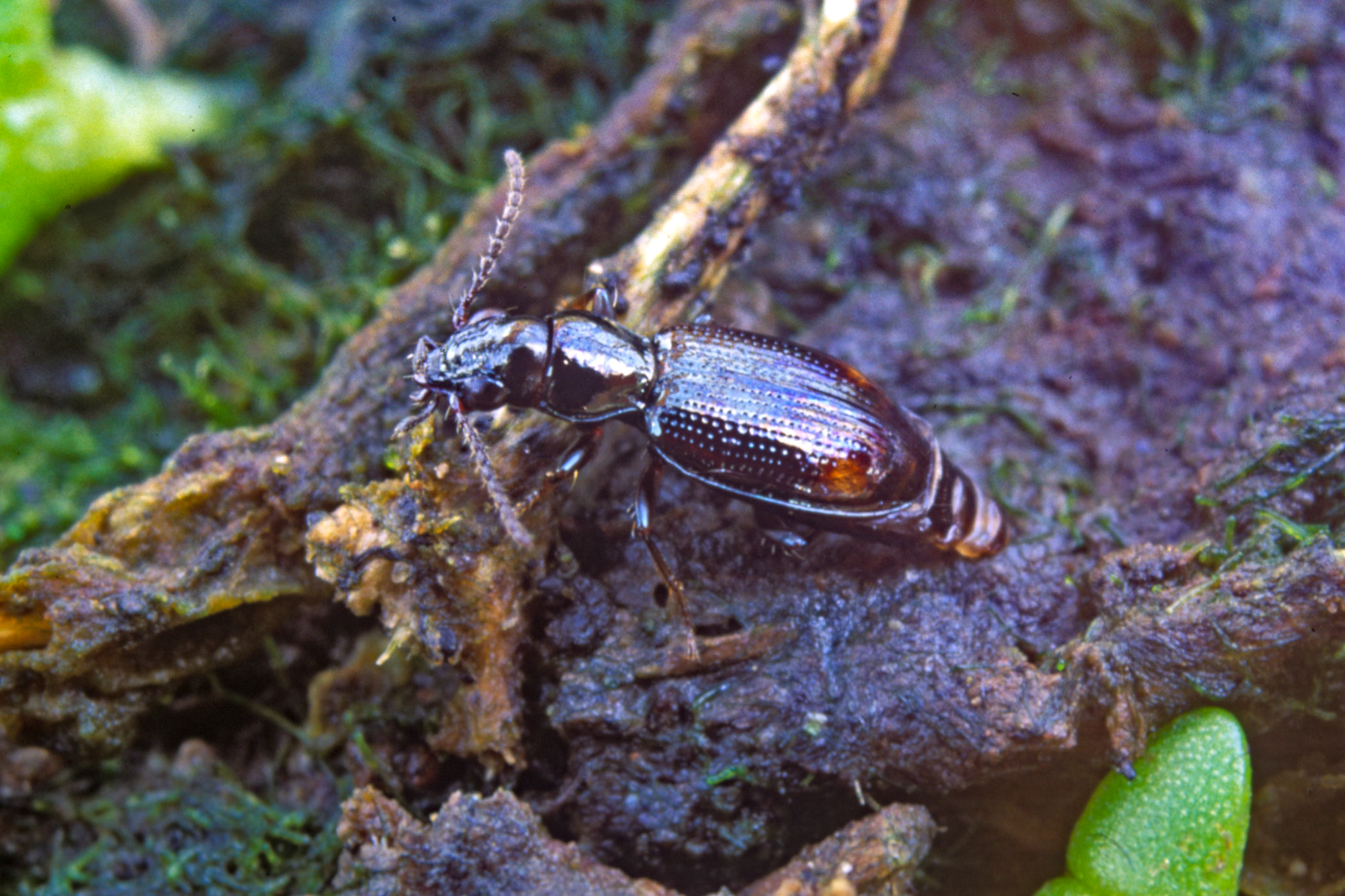 Bembidion normannum