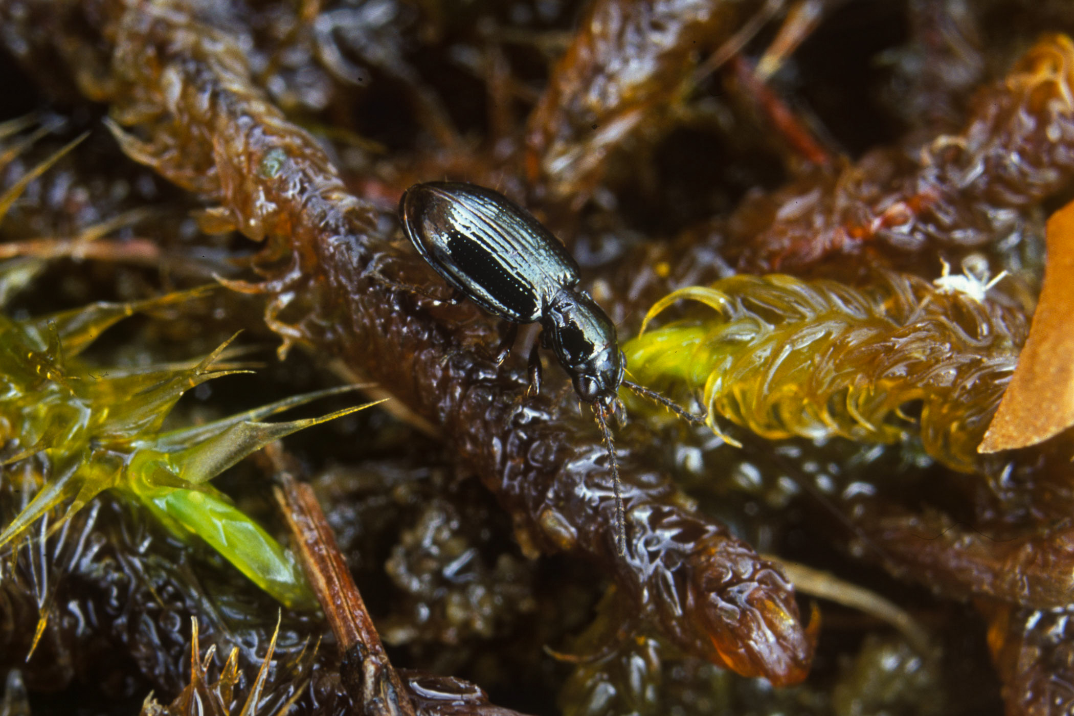 Bembidion doris