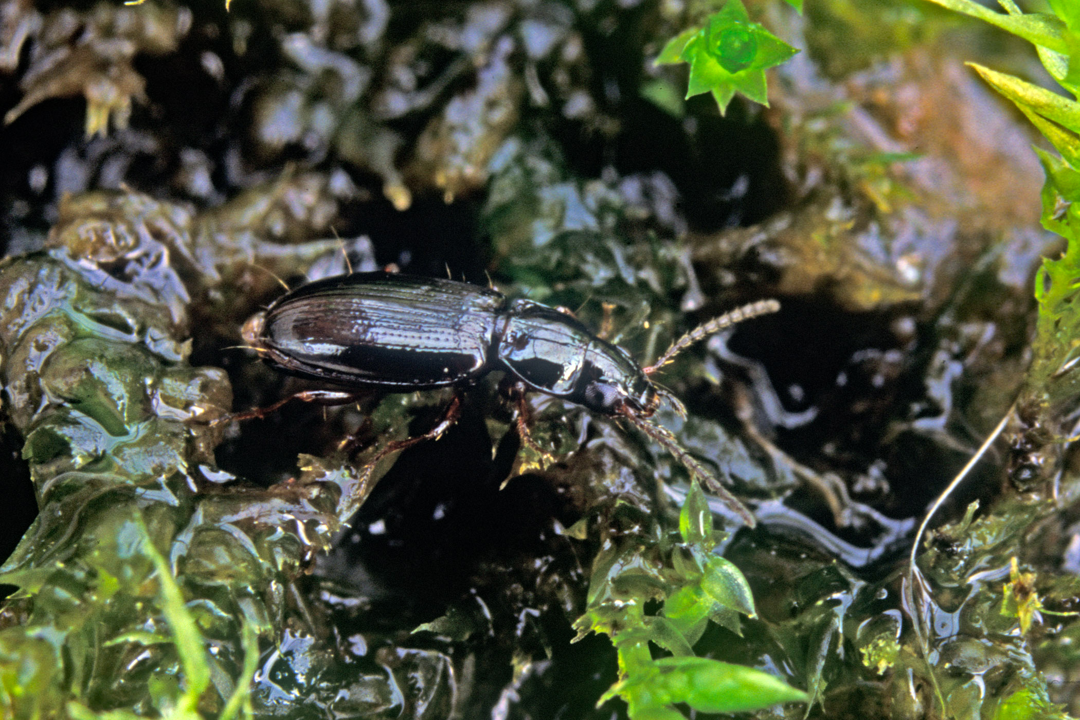 Bembidion obtusum