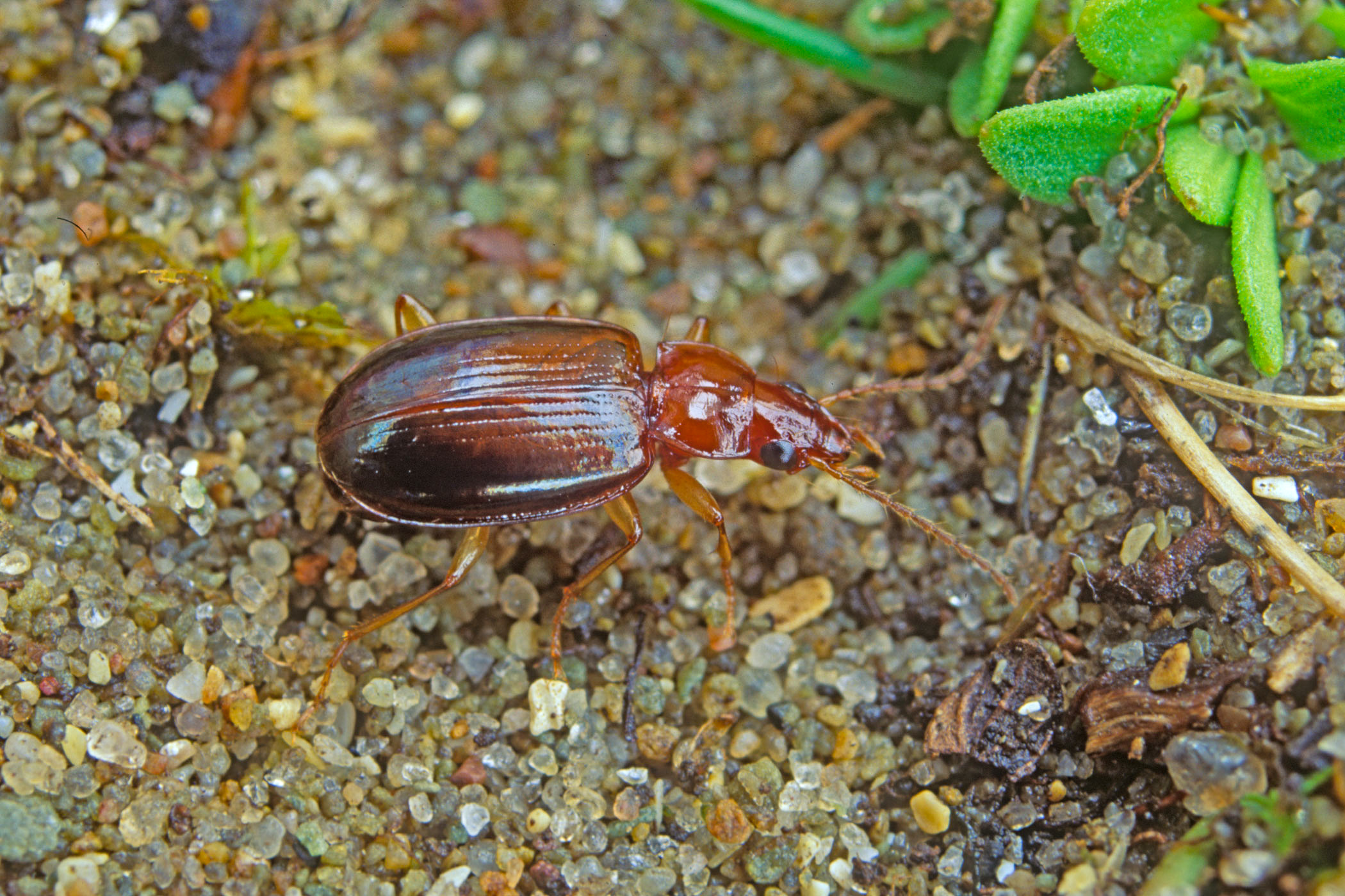 Ocys harpaloides