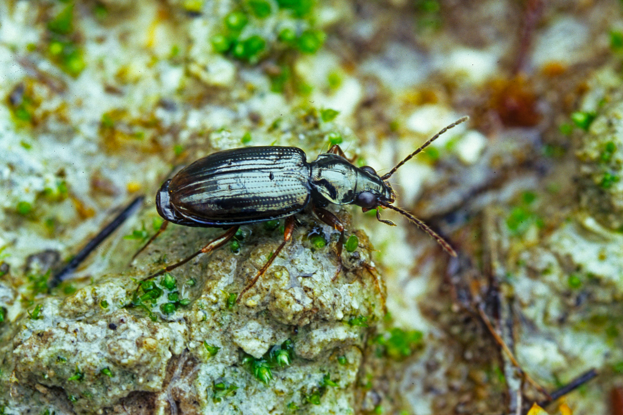 Bembidion iricolor