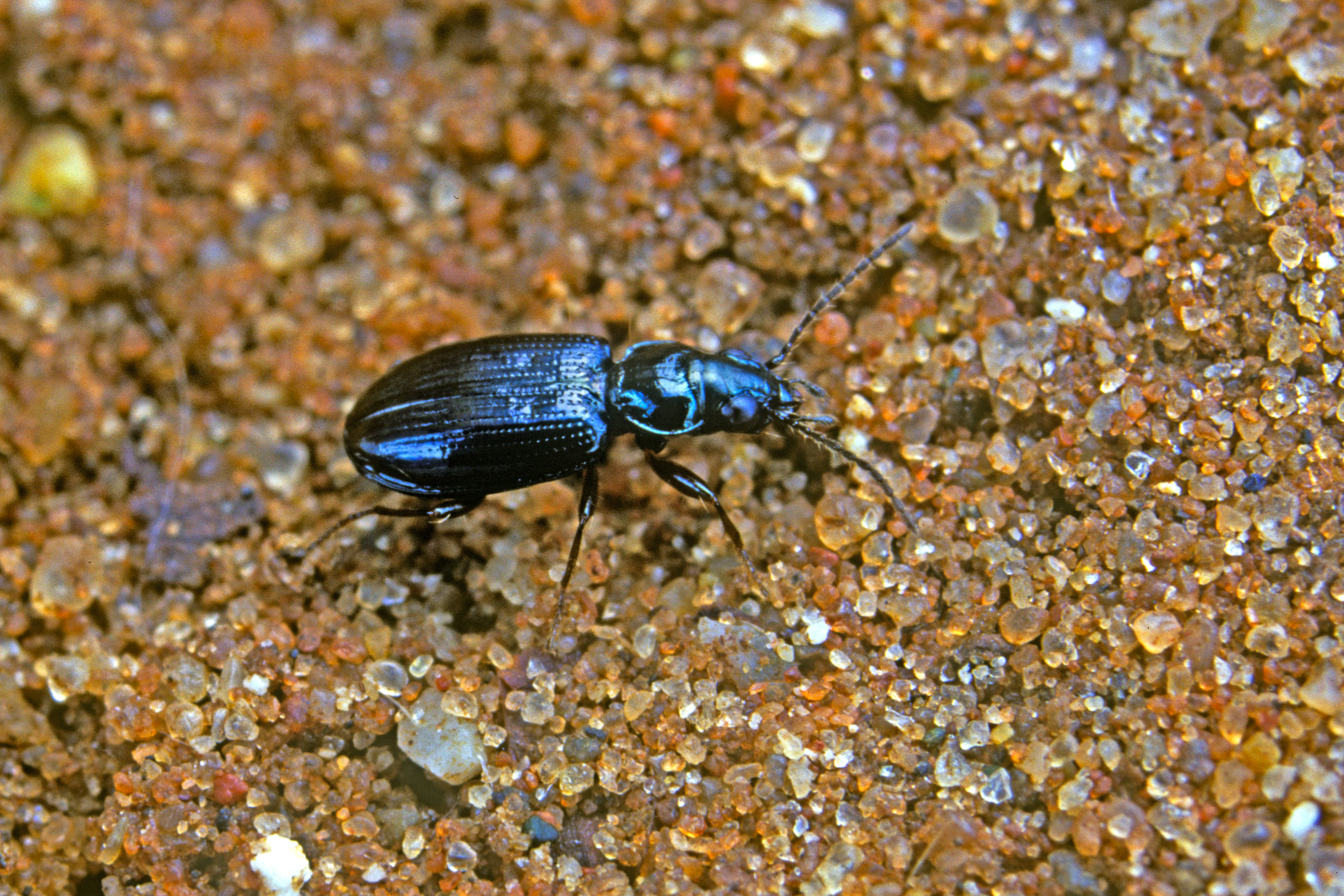 Bembidion lunulatum