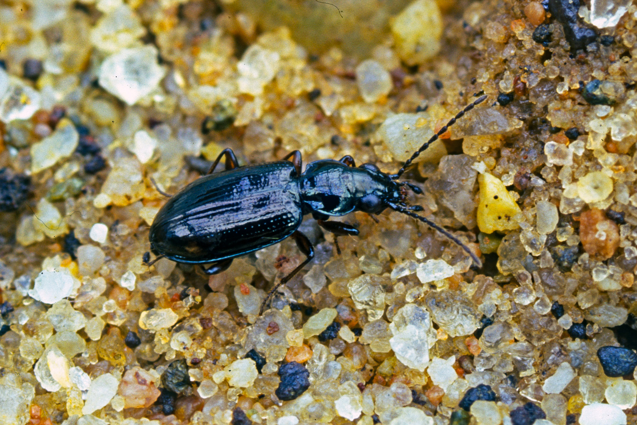 Bembidion lunulatum