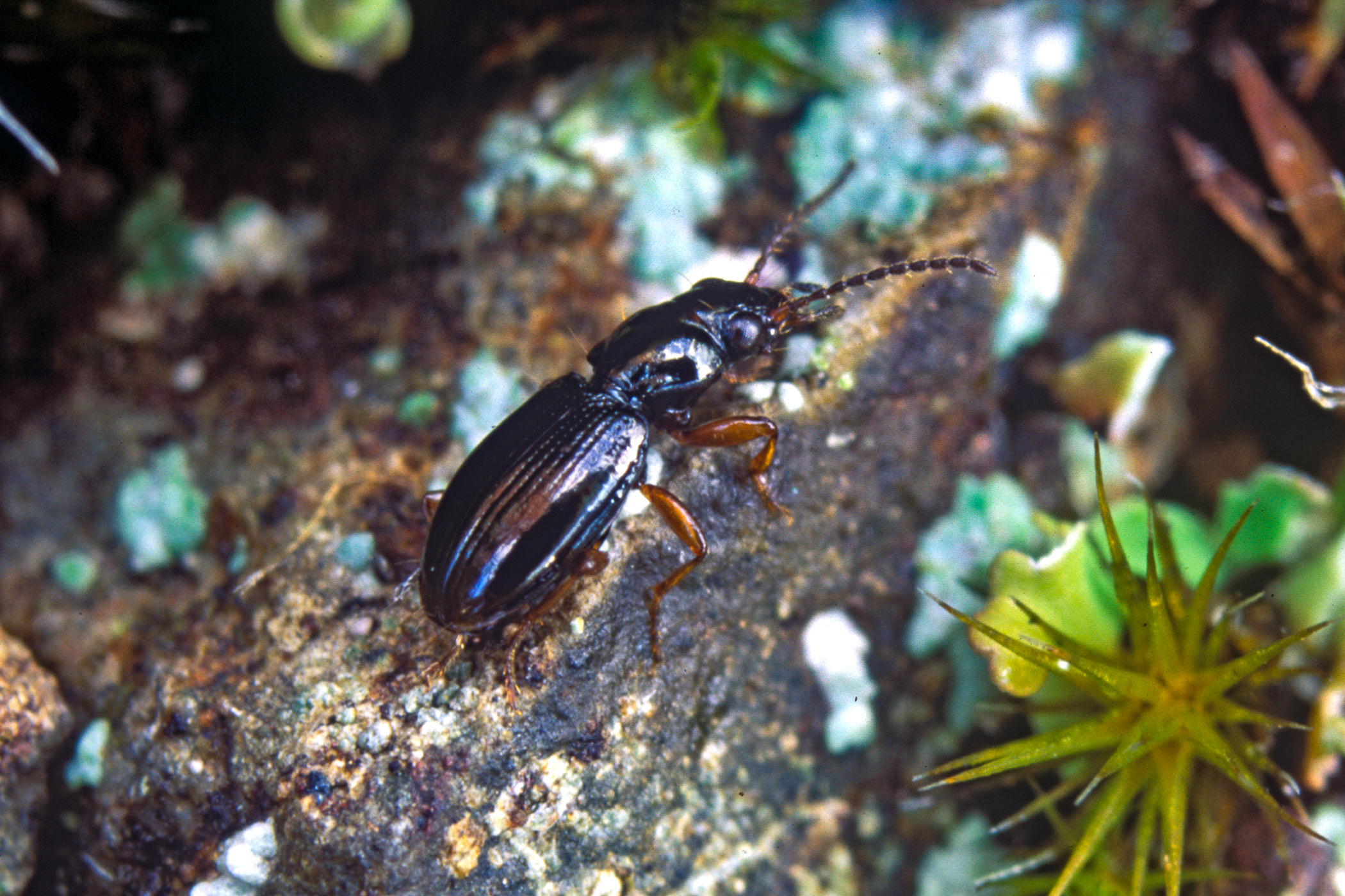 Bembidion mannerheimii