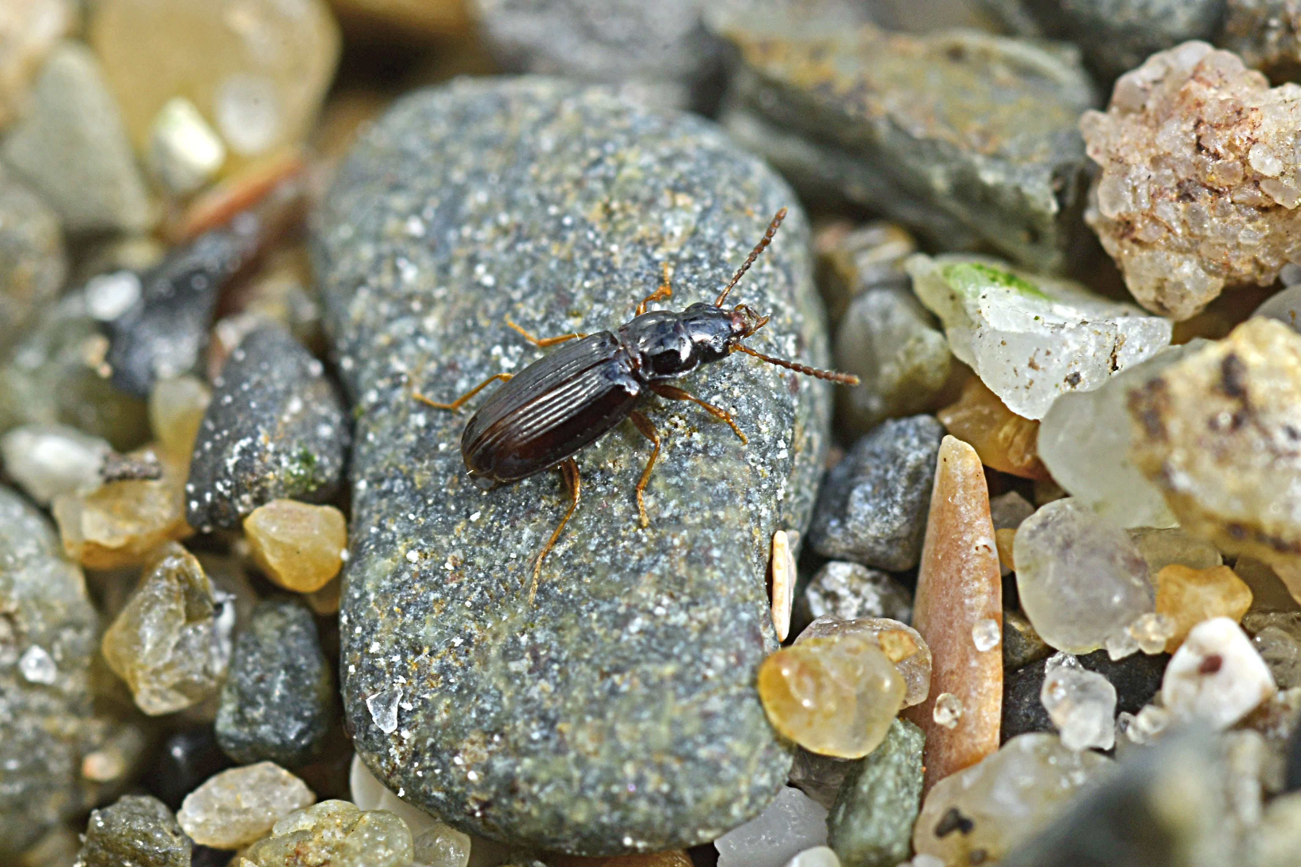 Tachyura parvula