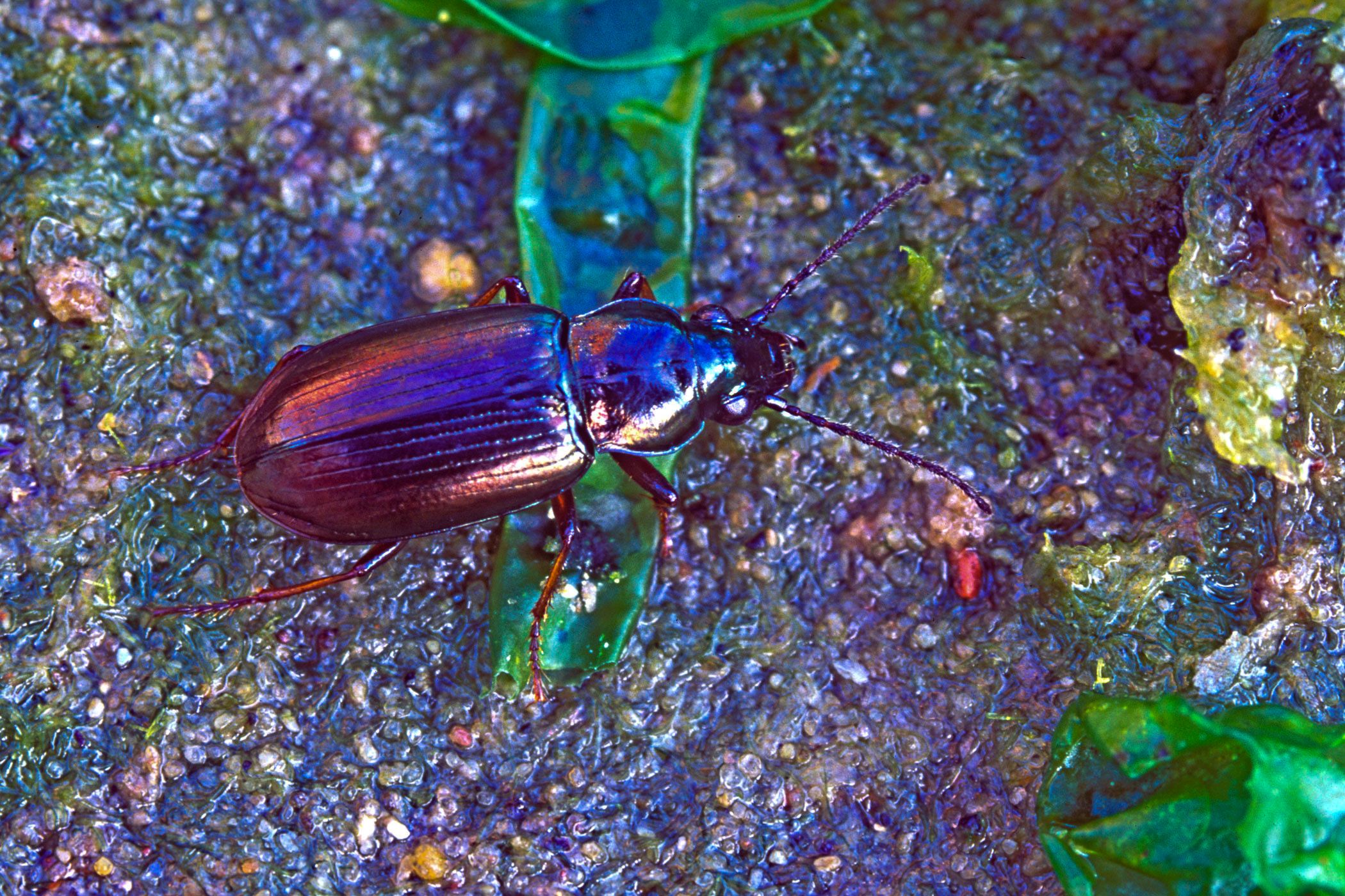 Pogonus chalceus