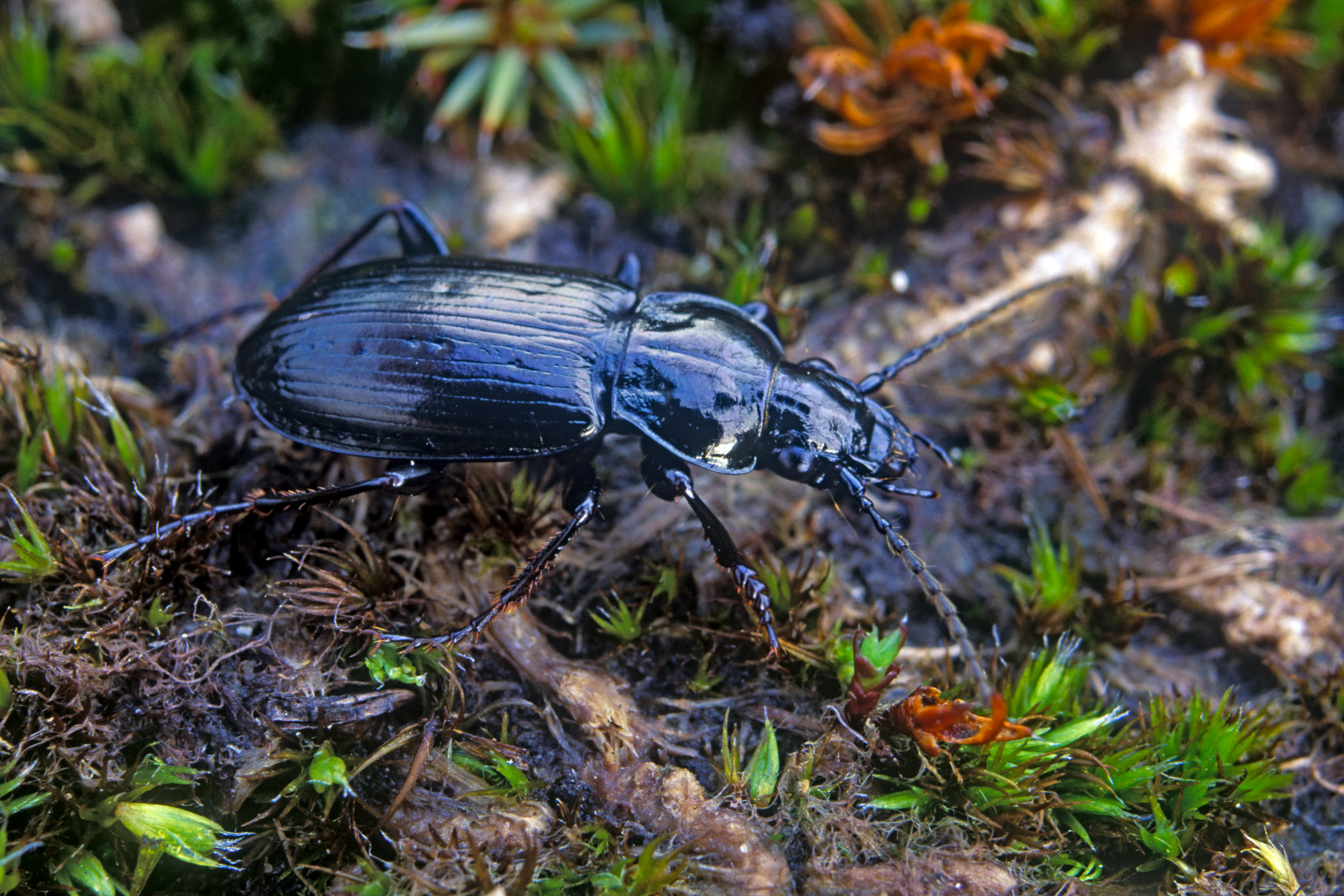 Pterostichus adstrictus