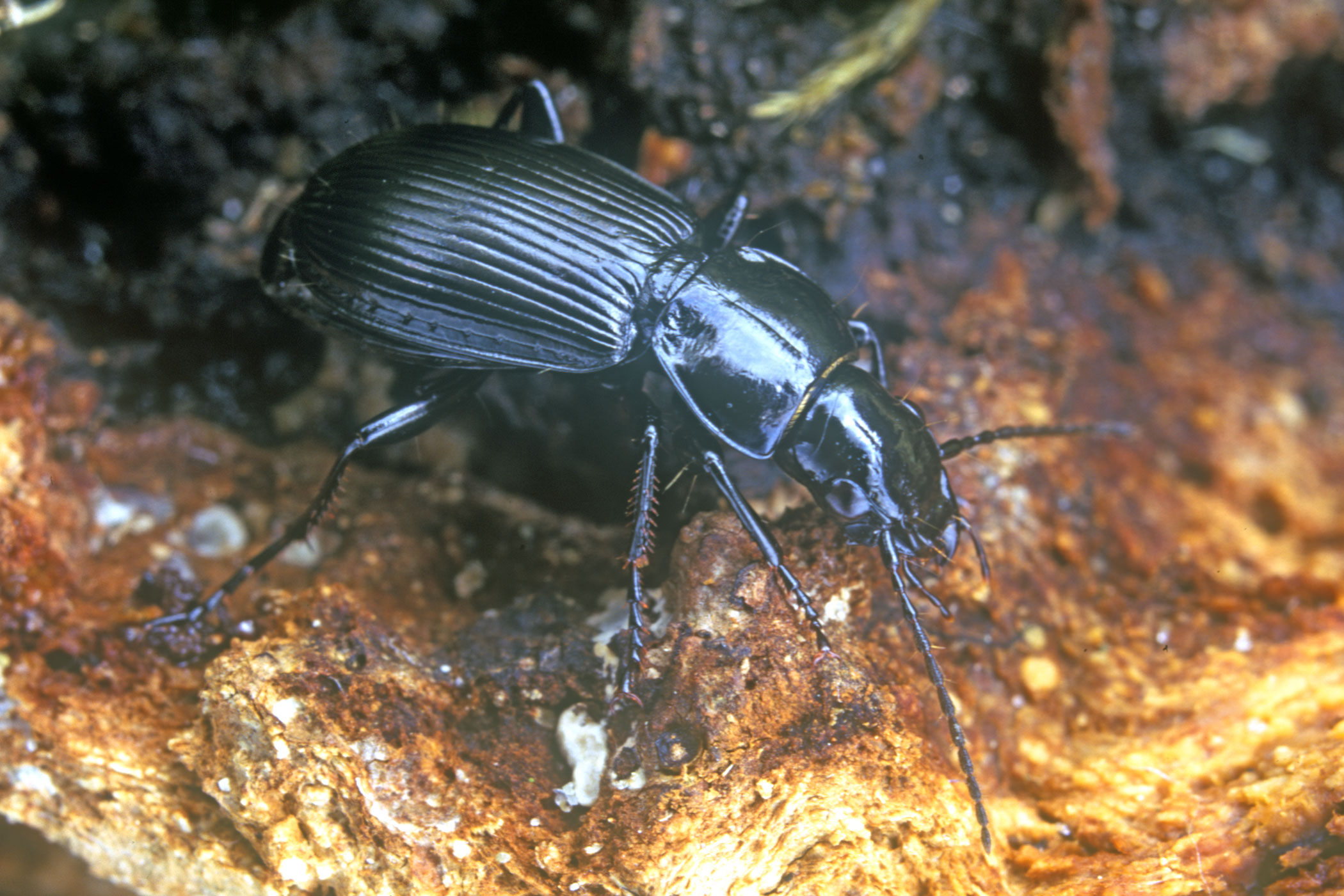 Pterostichus aethiops