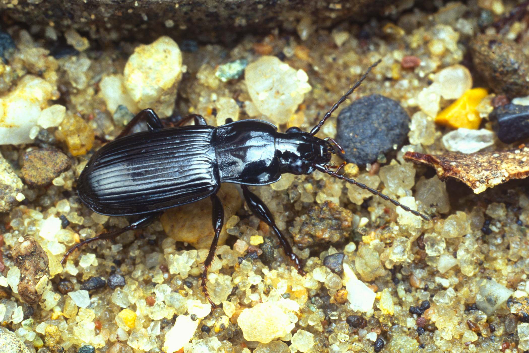 Pterostichus anthracinus