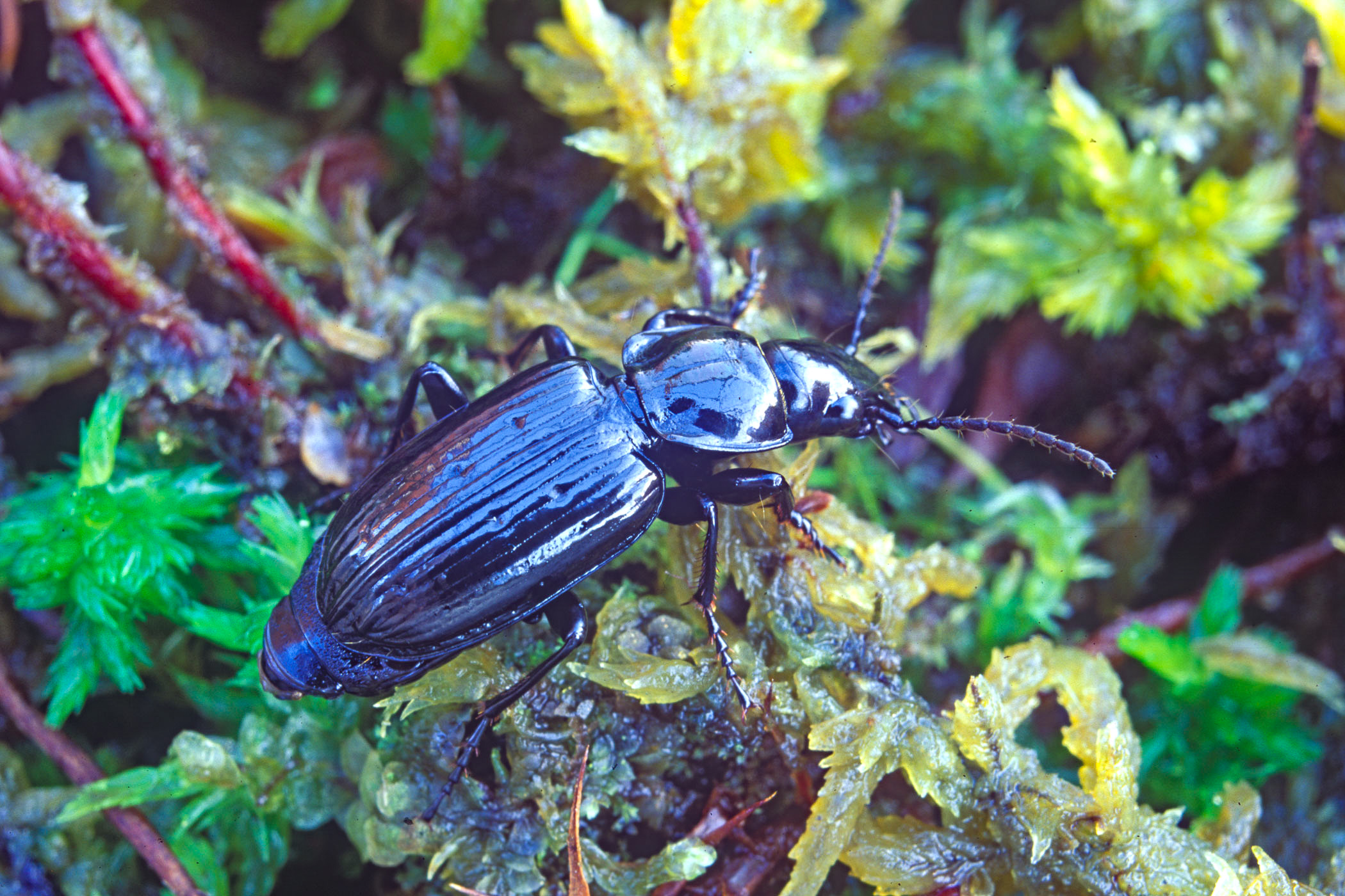 Pterostichus aterrimus