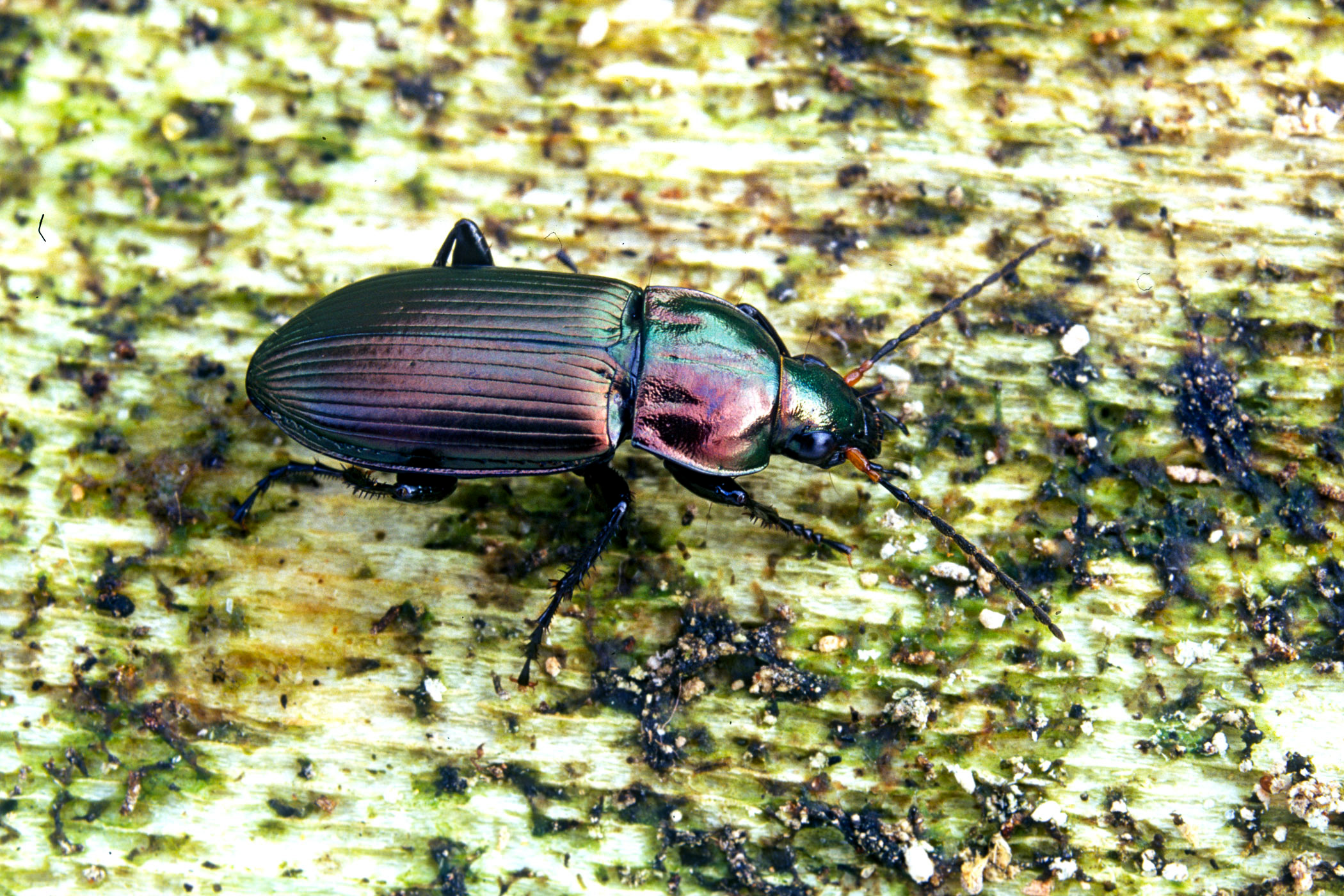 Poecilus cupreus