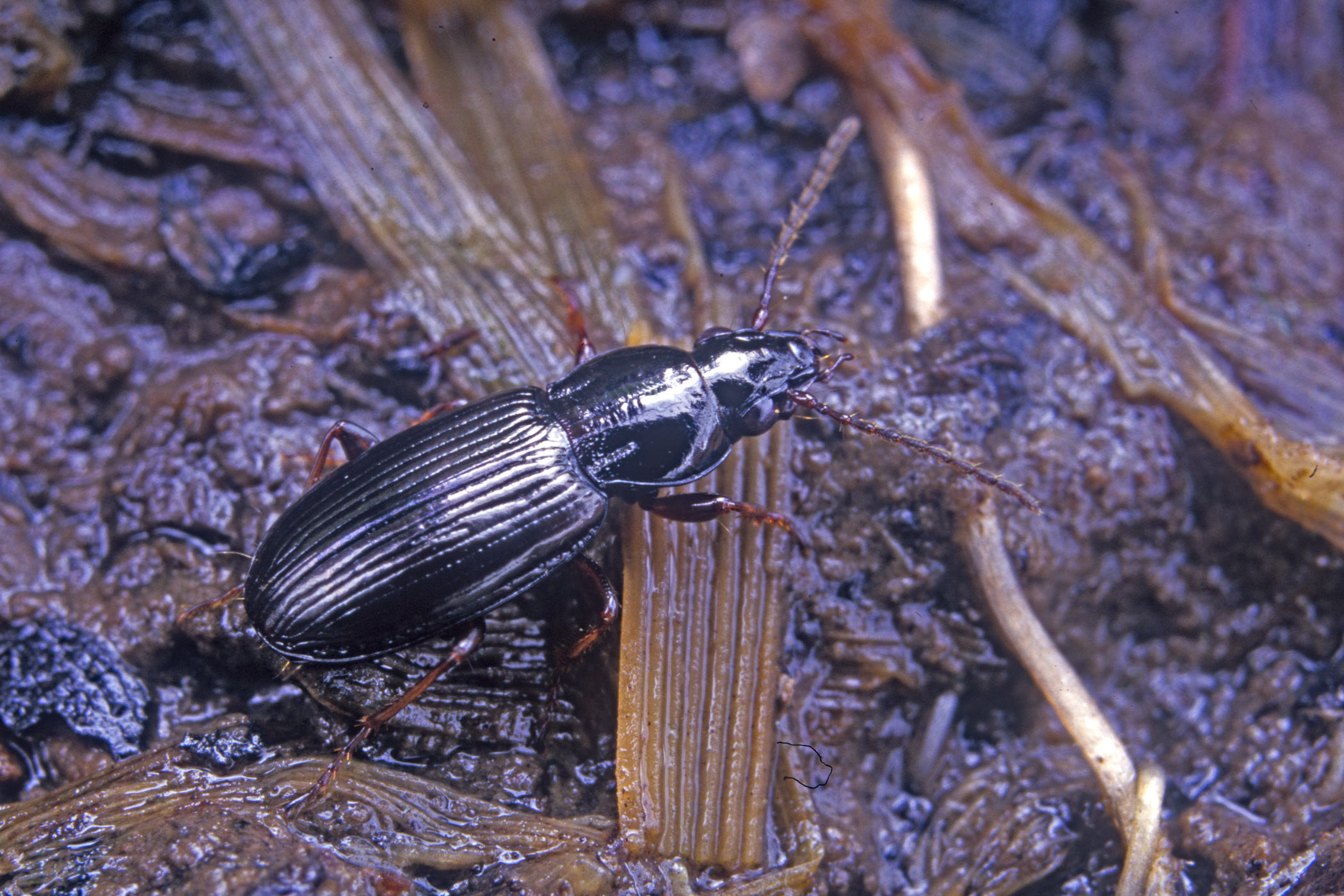 Pterostichus diligens