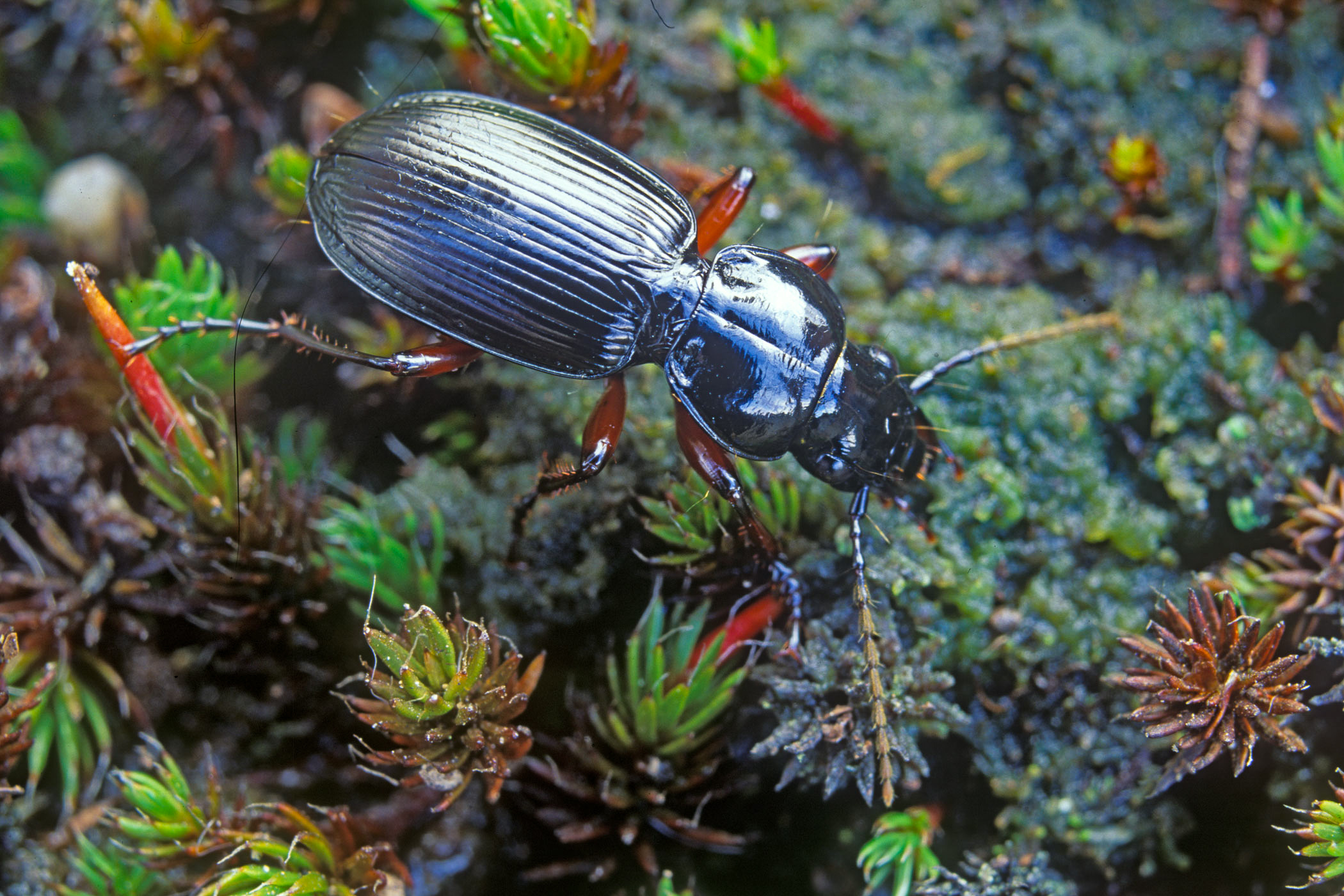 Pterostichus madidus