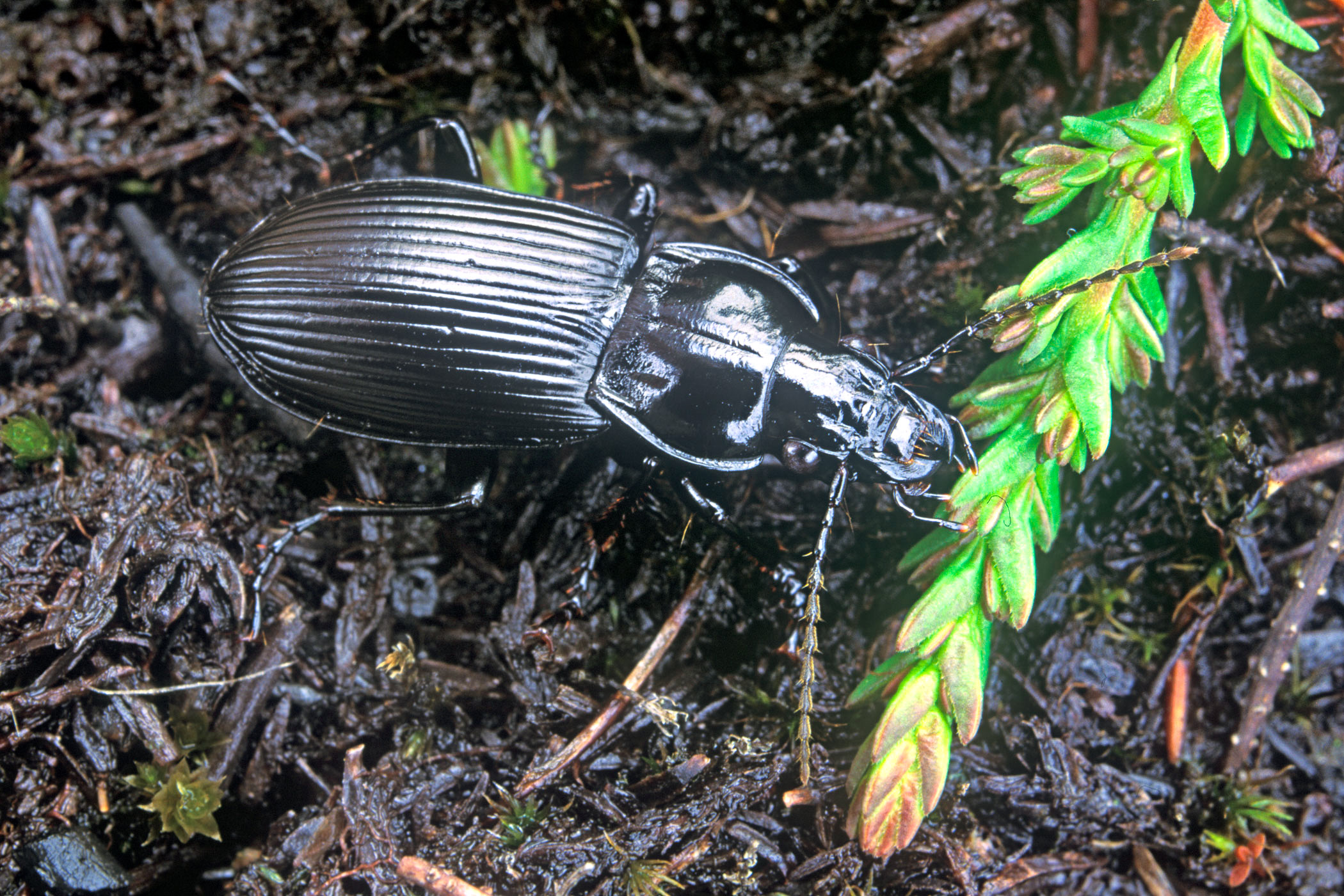 Pterostichus melanarius