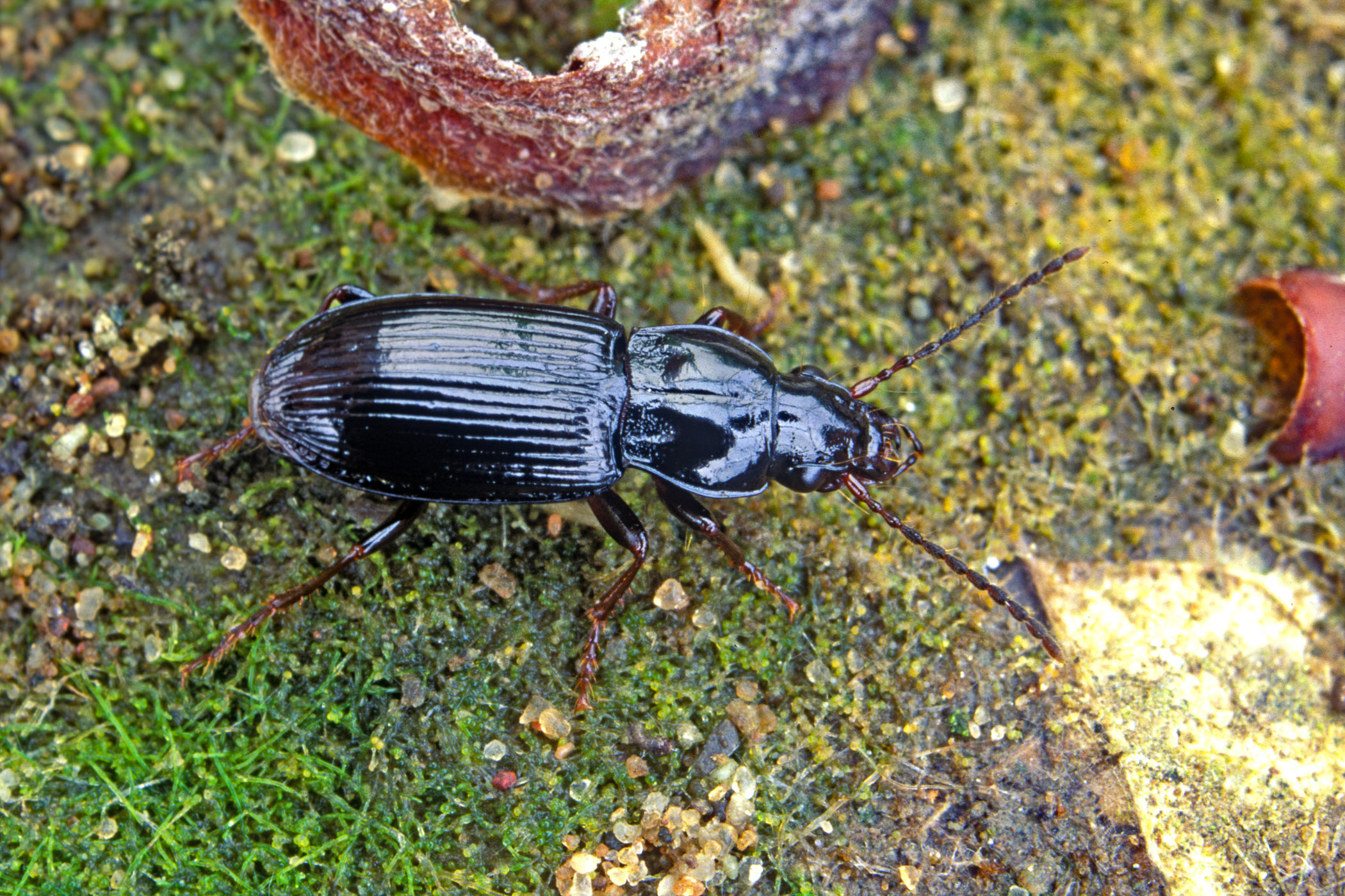 Pterostichus minor