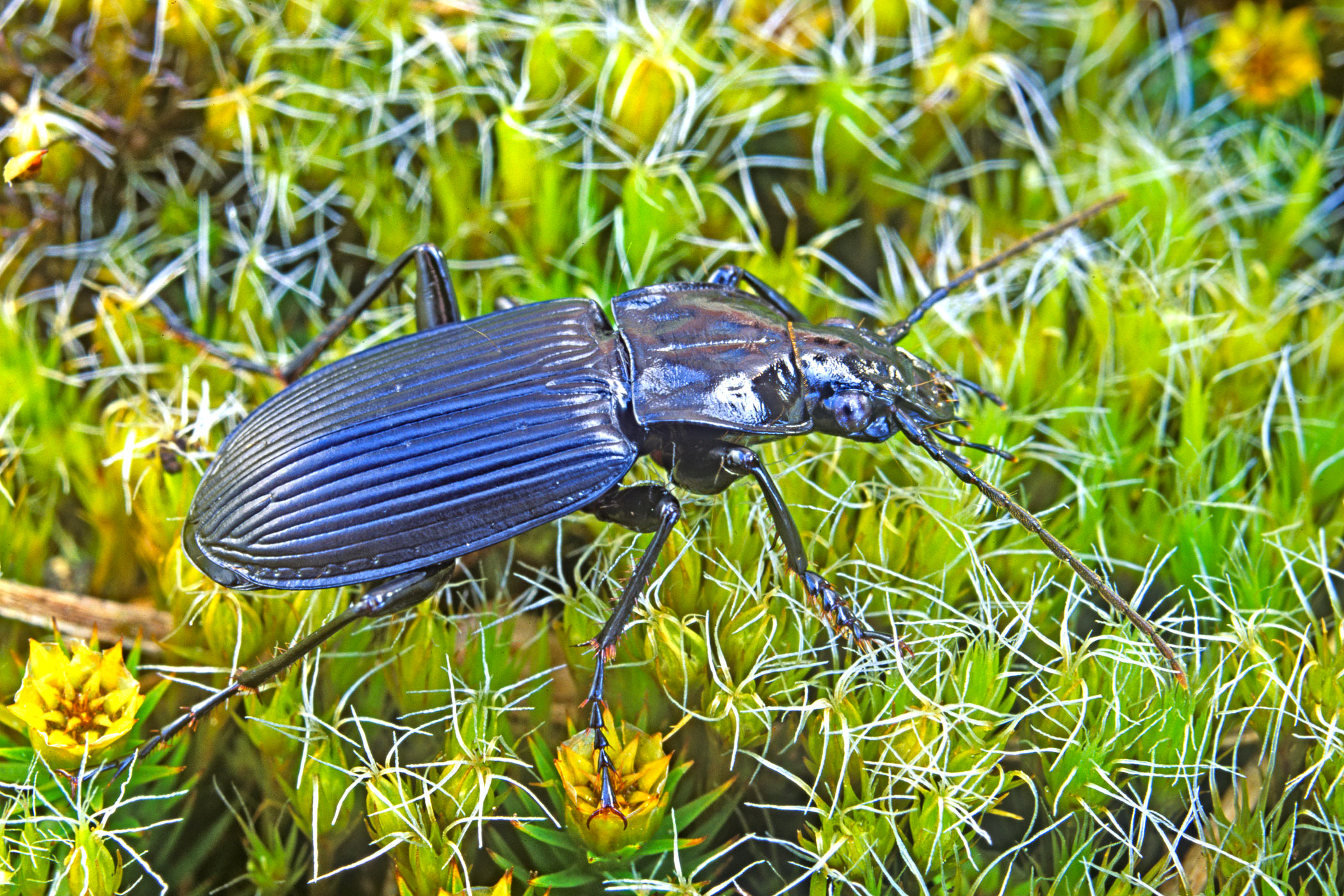 Pterostichus niger