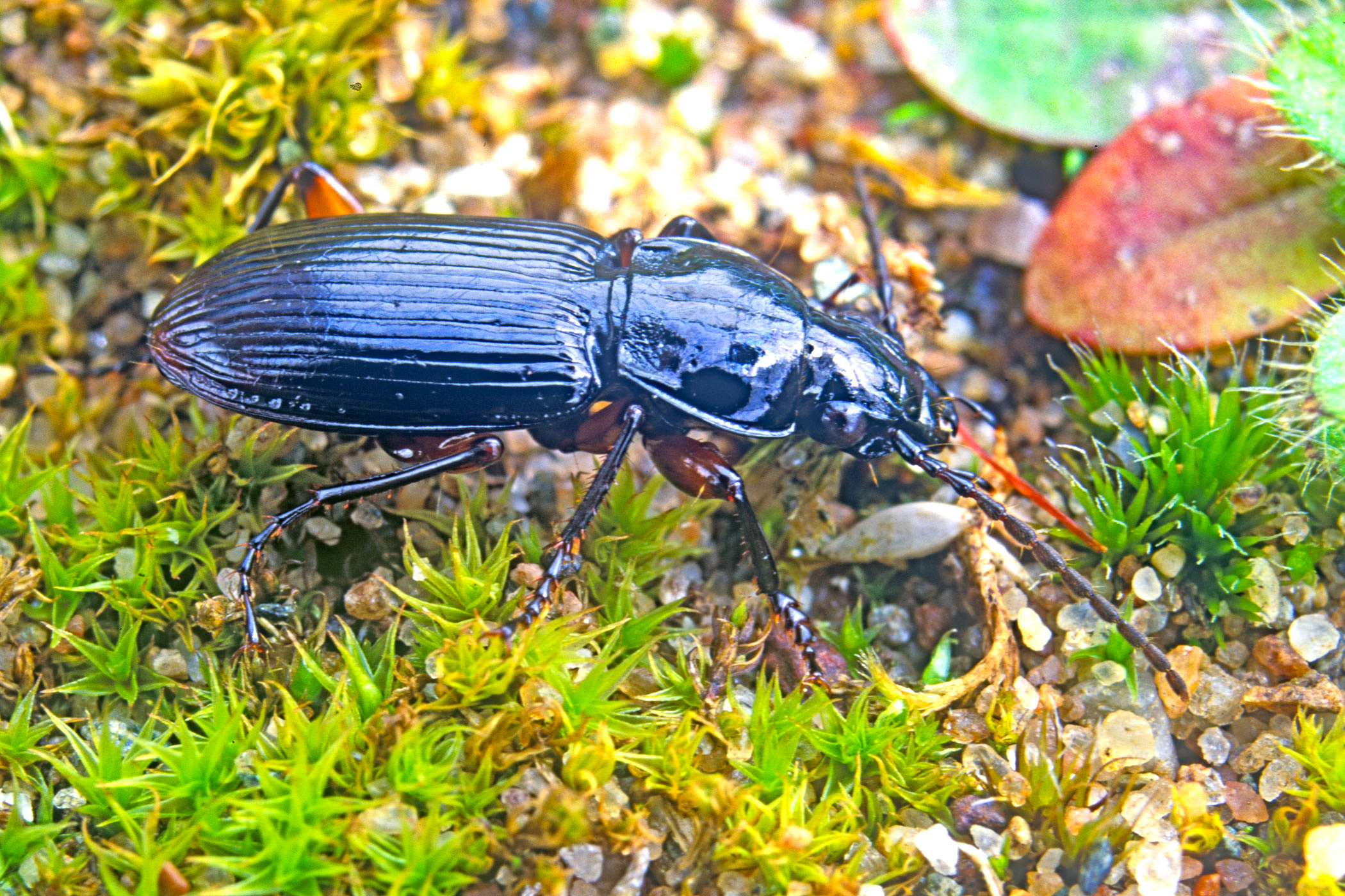 Pterostichus nigrita