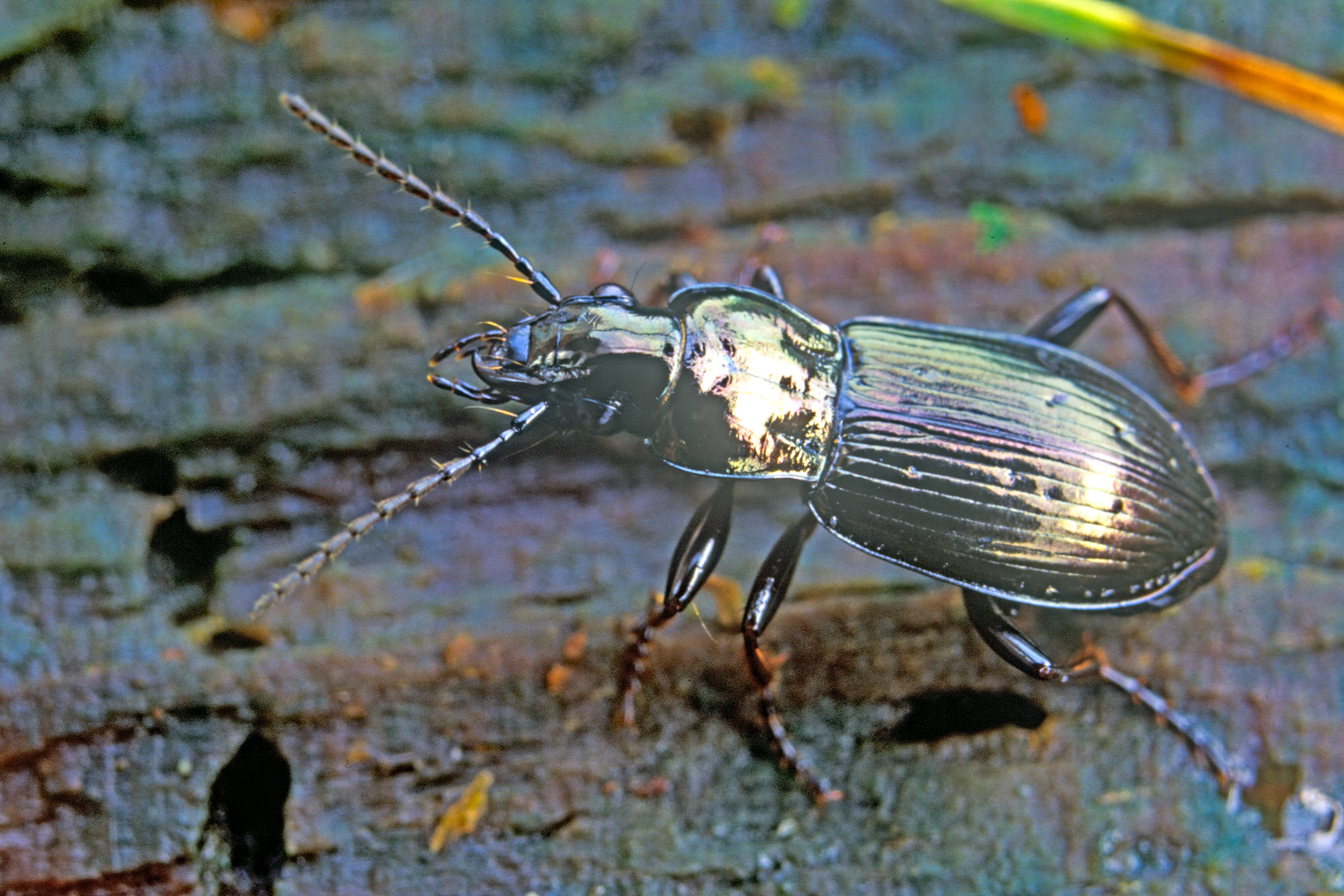 Pterostichus oblongopunctatus