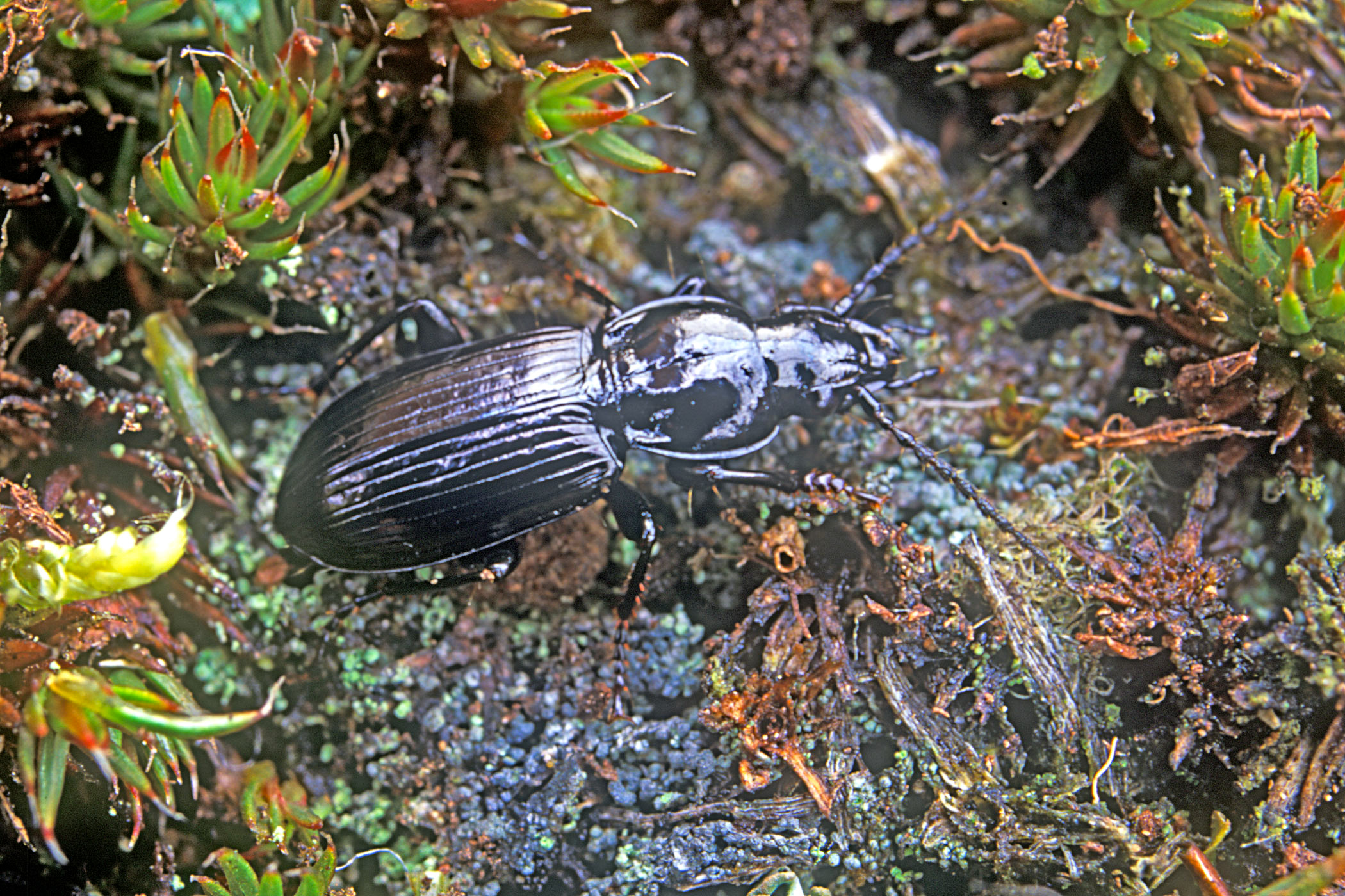 Pterostichus rhaeticus