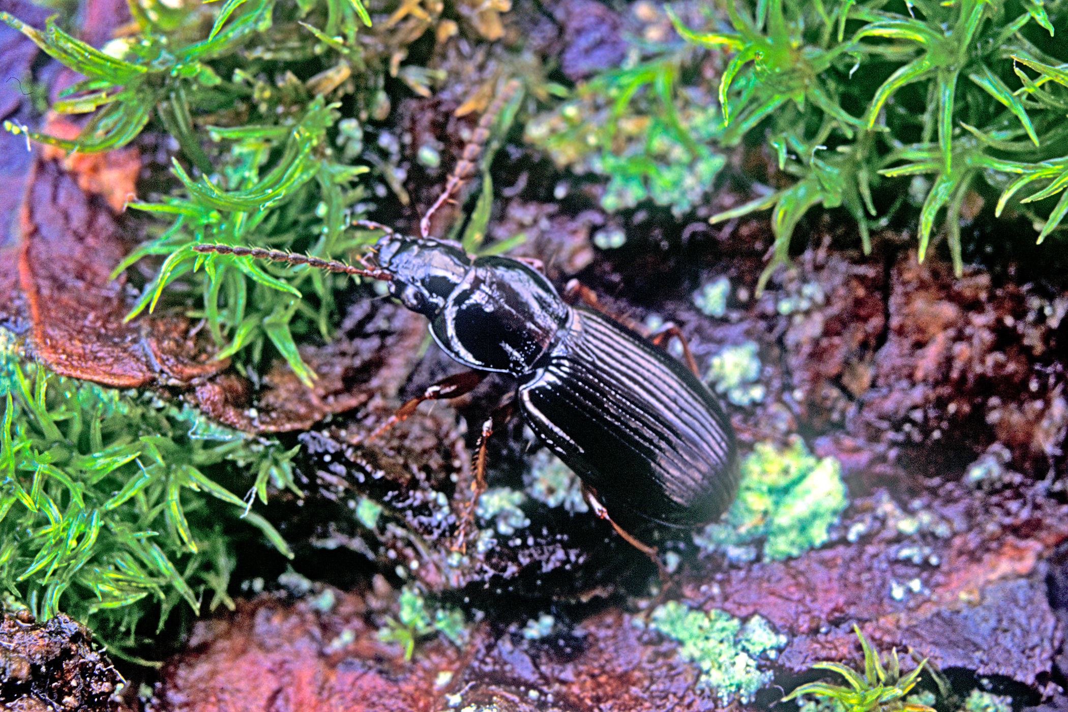 Pterostichus strenuus