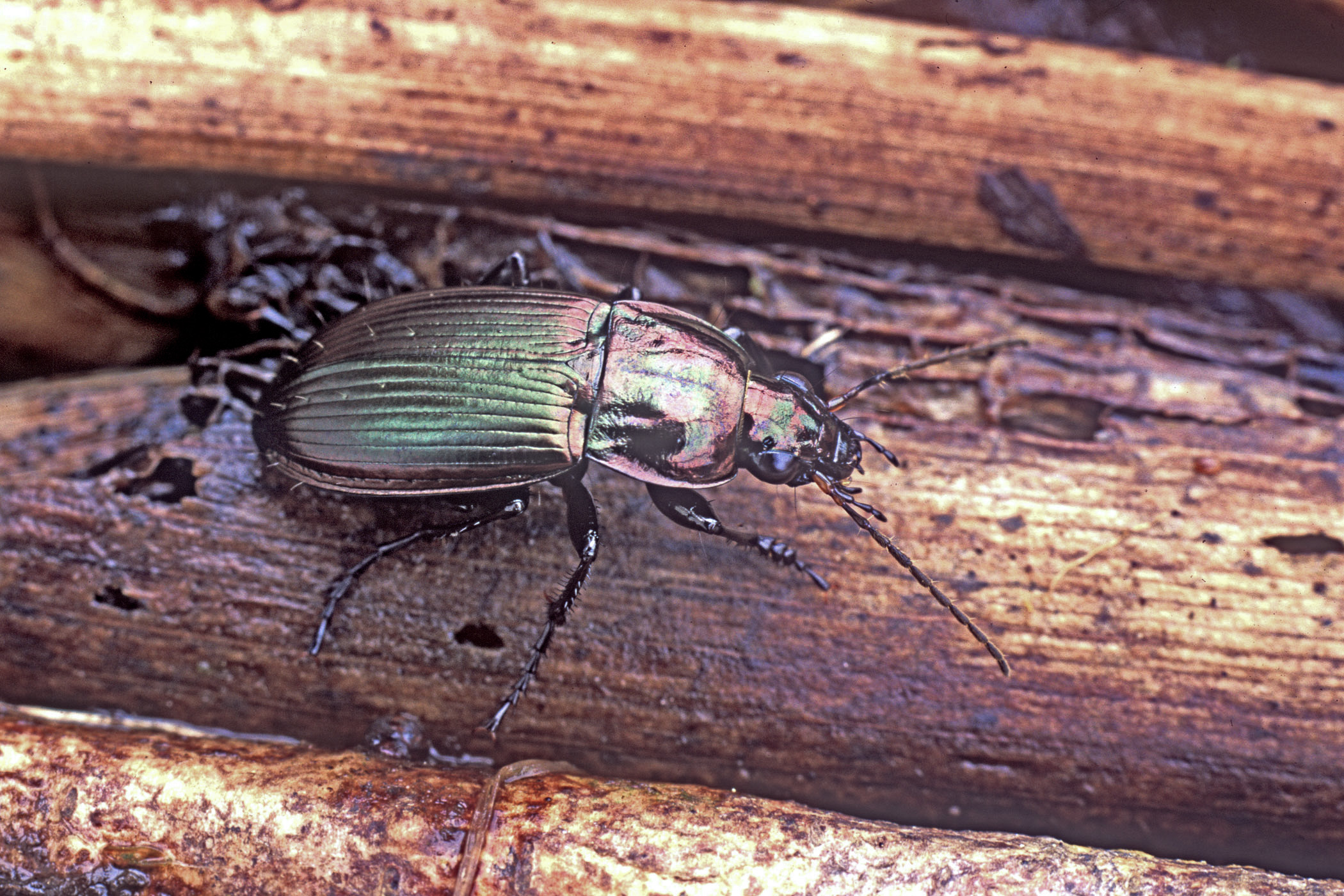 Poecilus versicolor