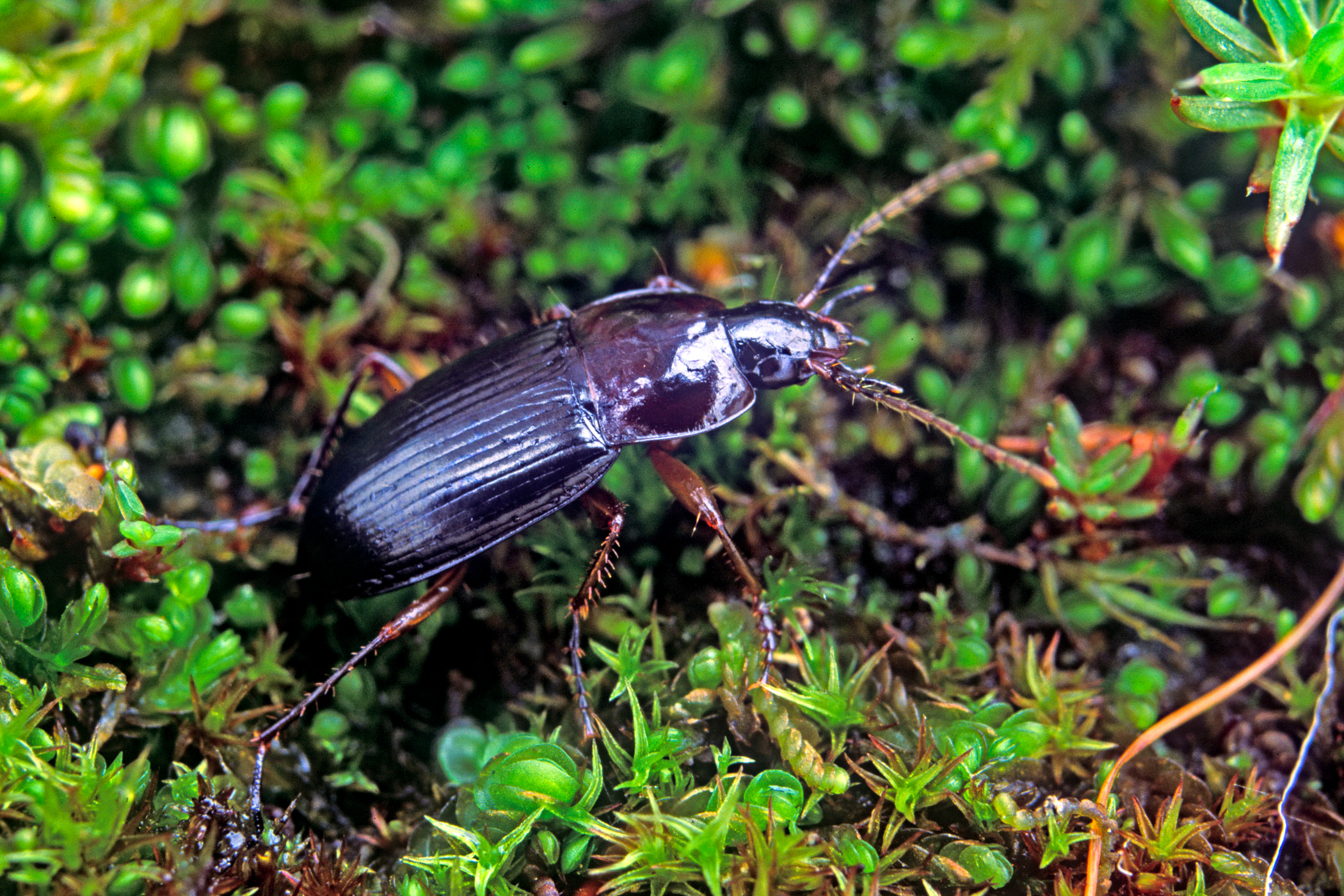 Calathus melanocephalus