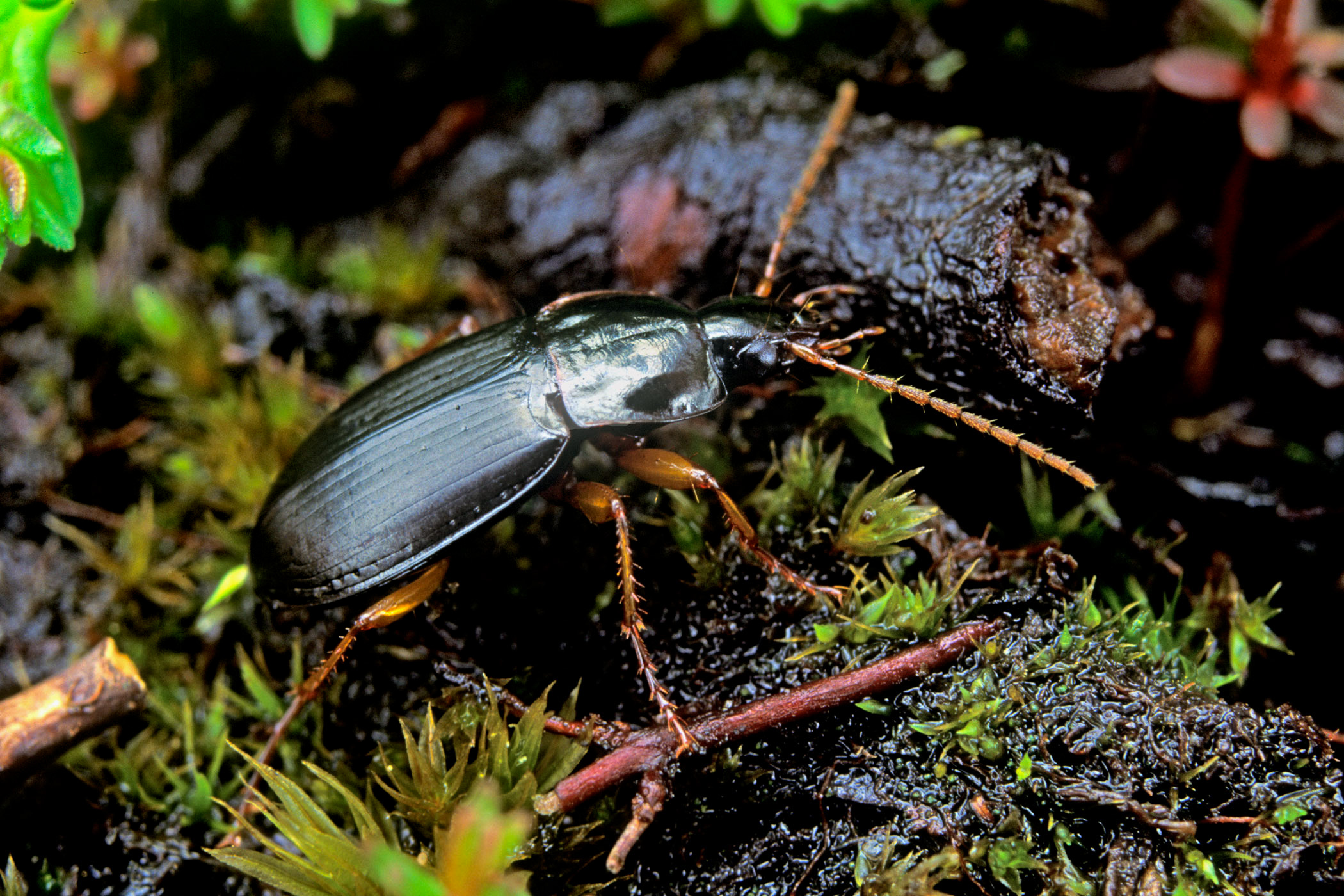 Calathus micropterus