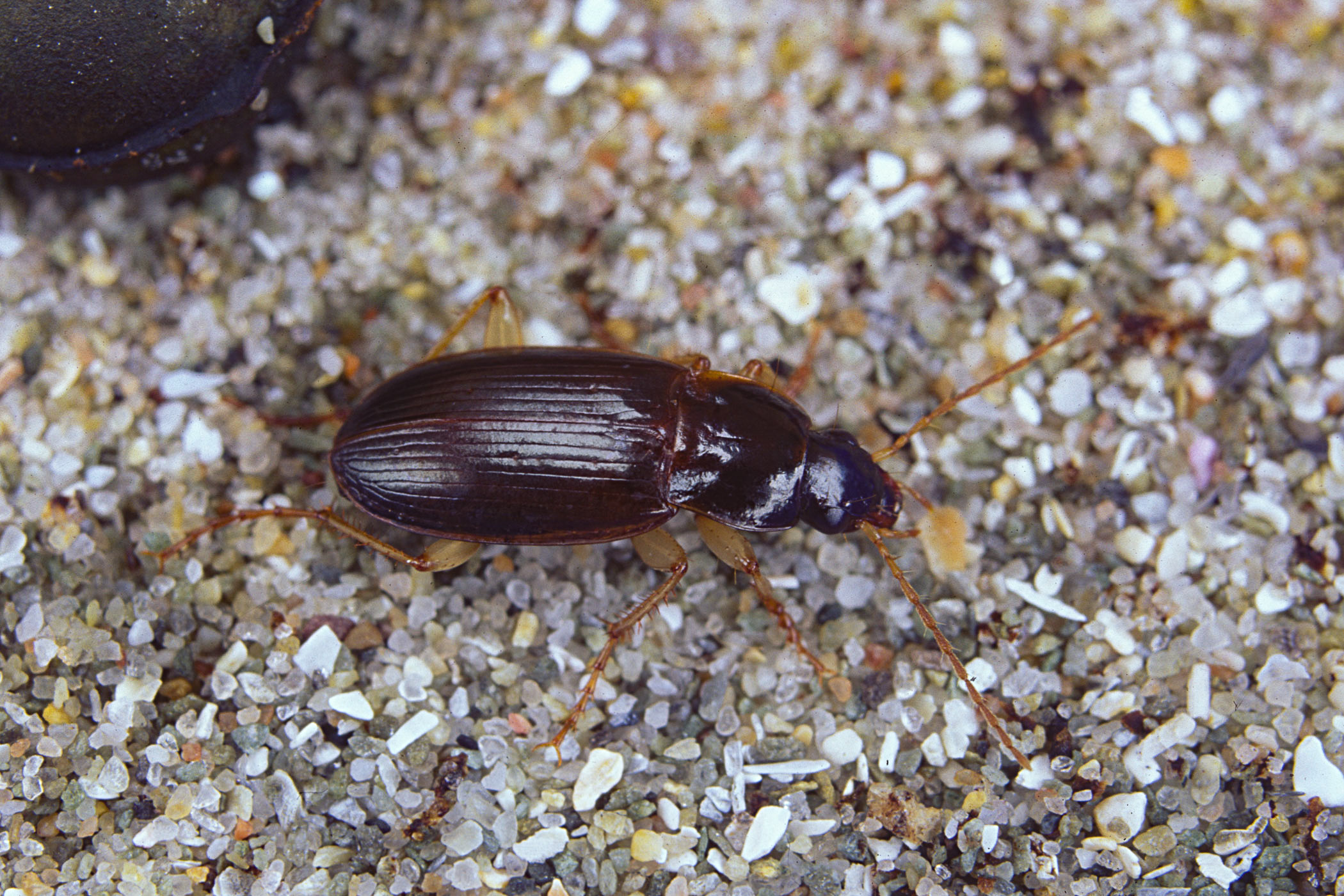 Calathus mollis