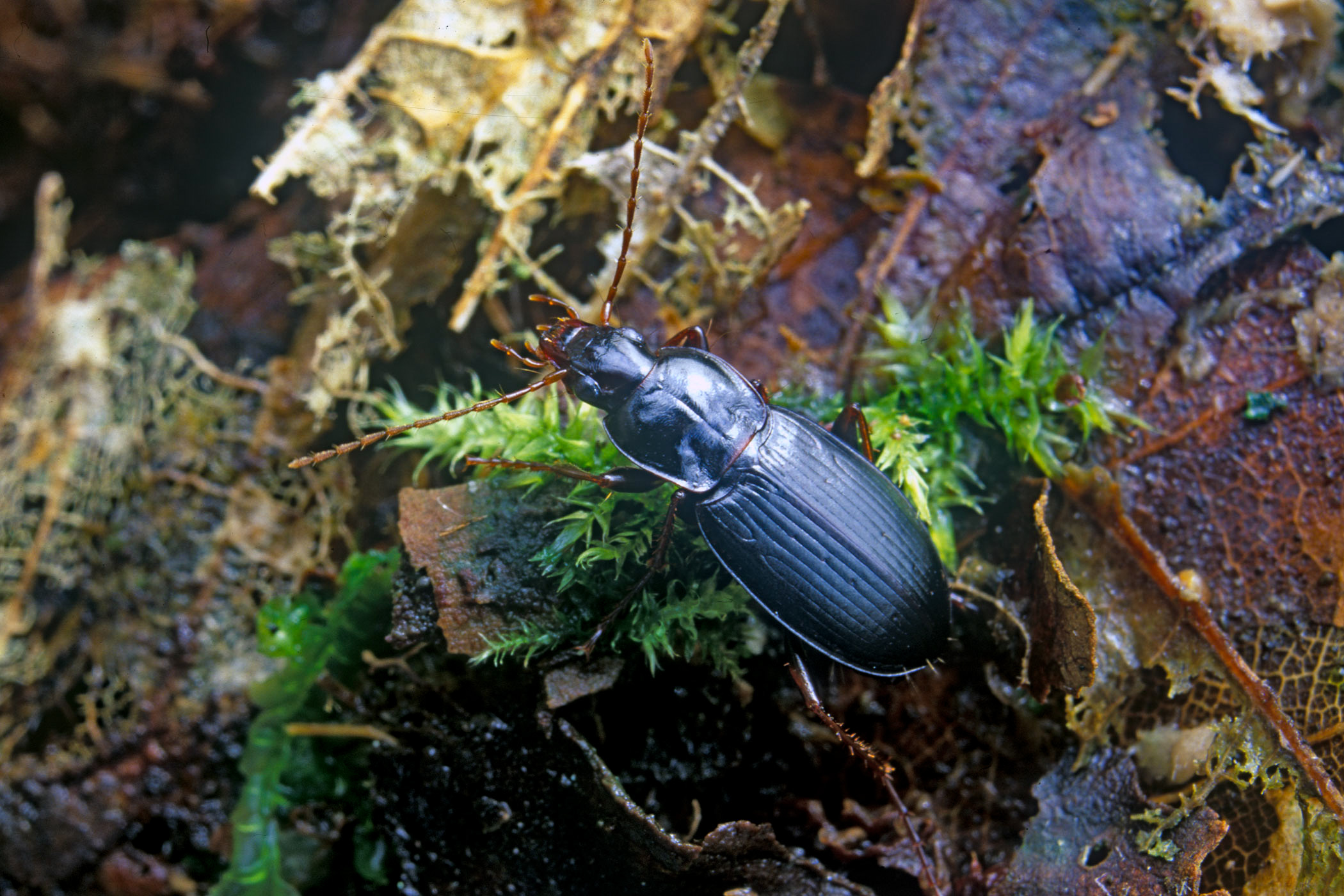 Calathus rotundicollis