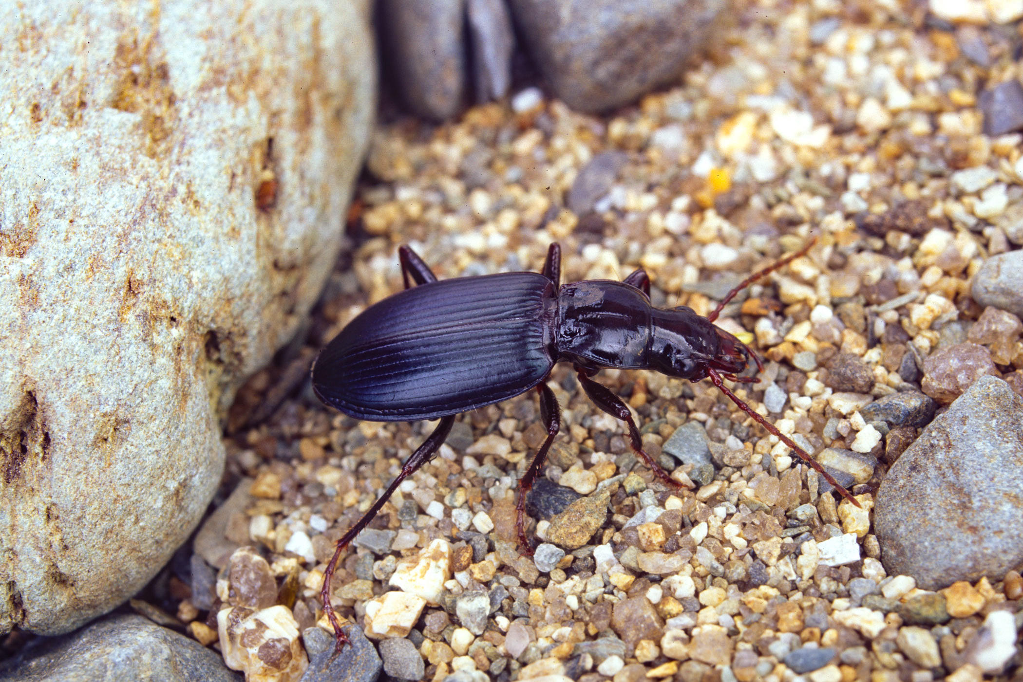 Laemostenus complanatus