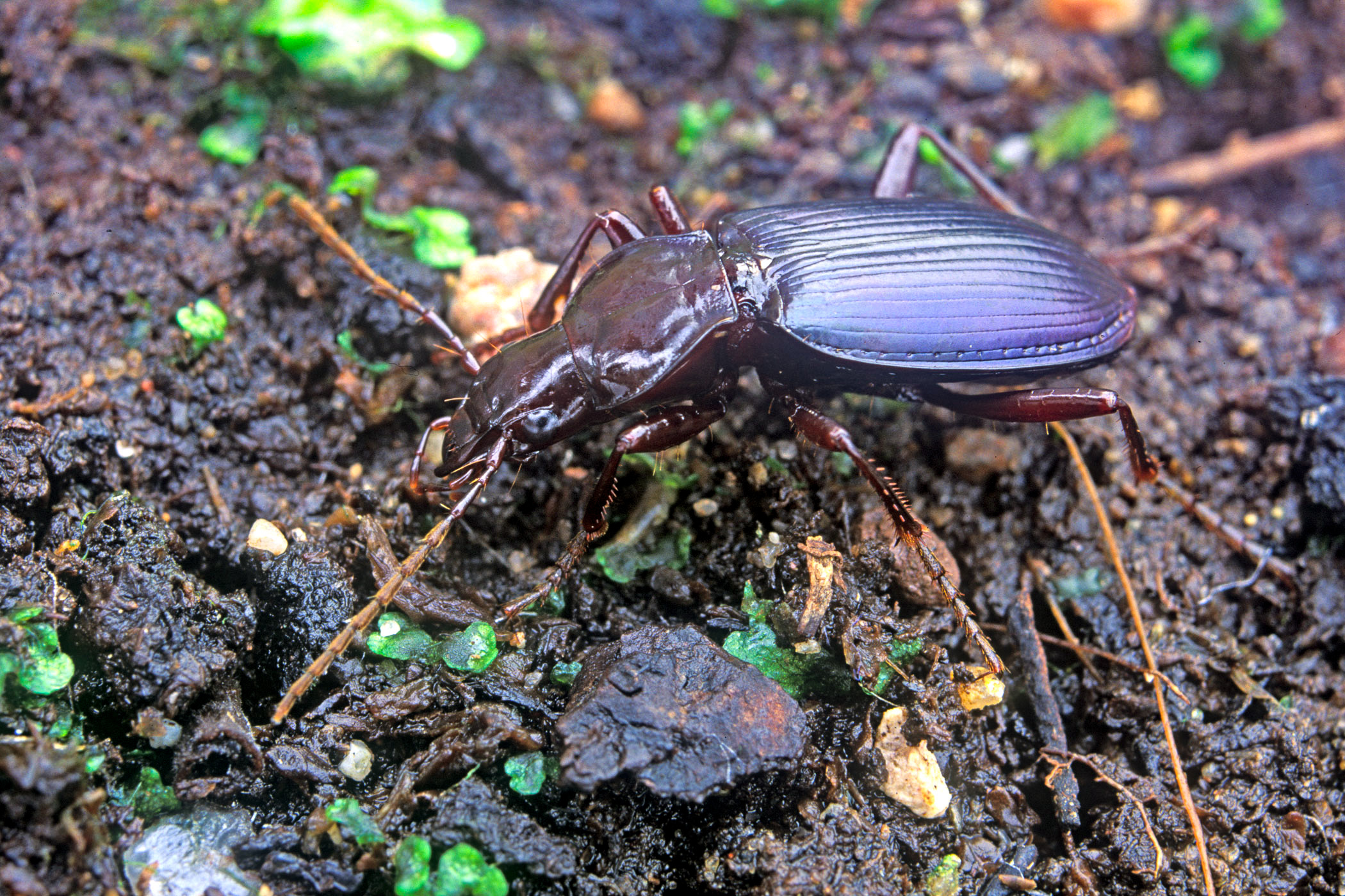 Laemostenus terricola