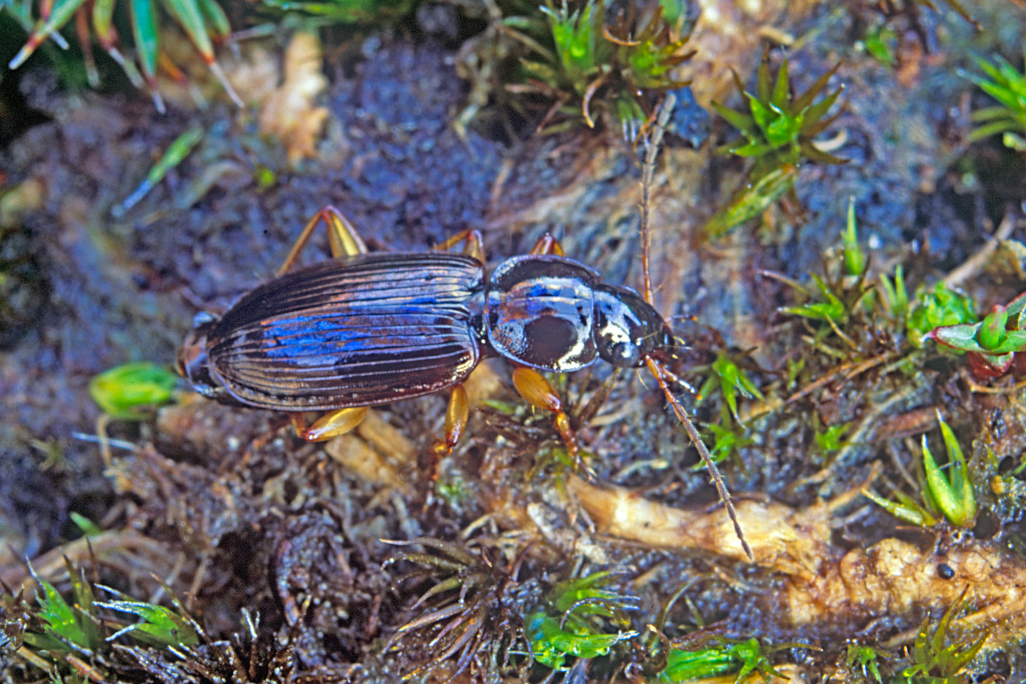 Olisthopus rotundatus