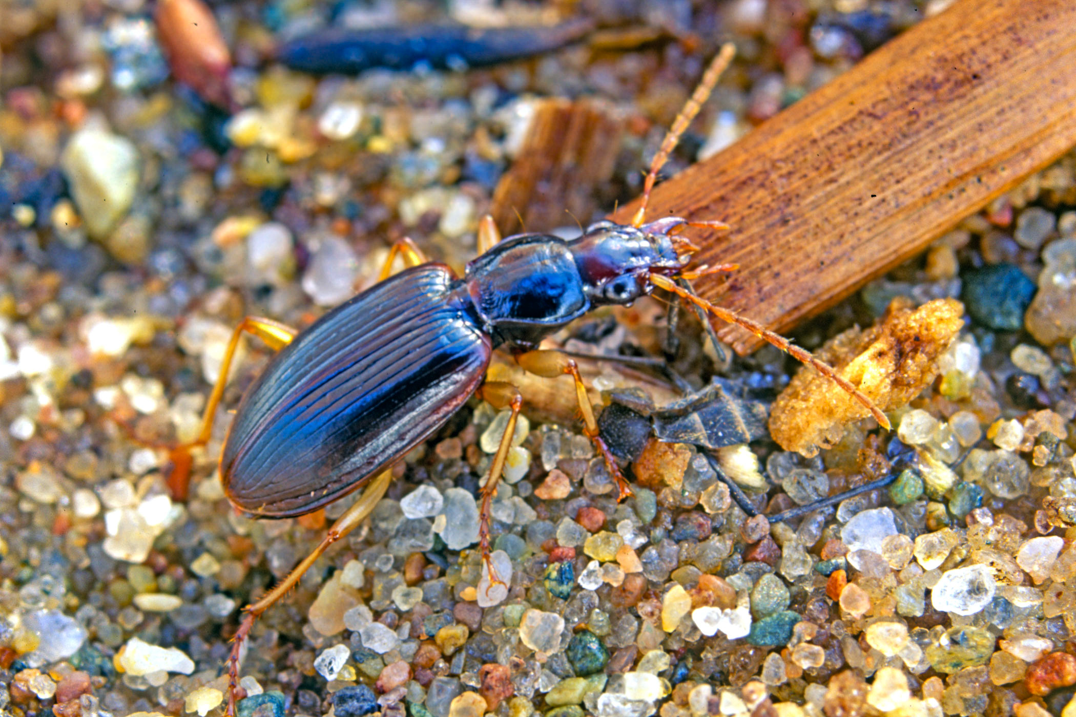 Paranchus albipes