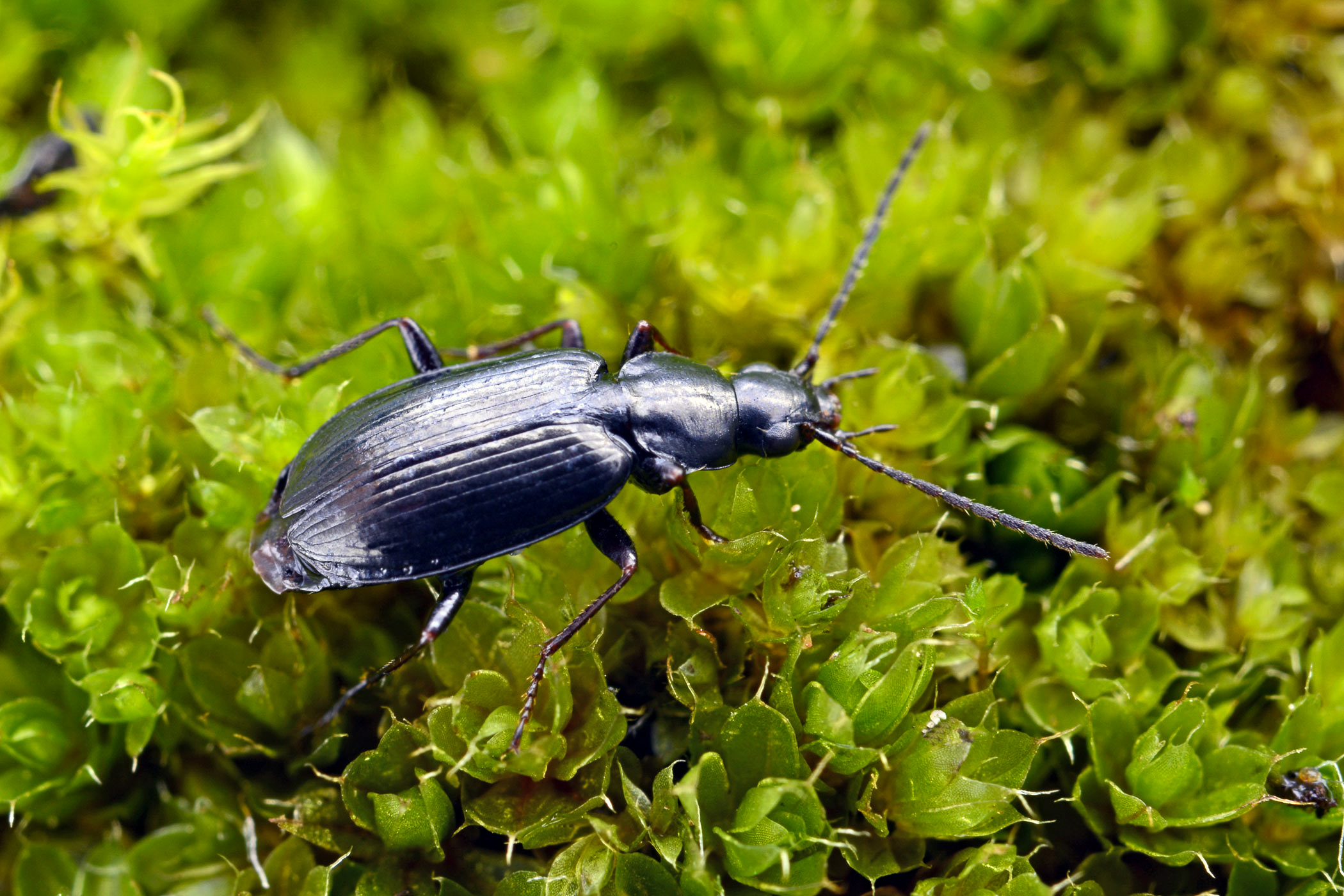 Agonum gracile