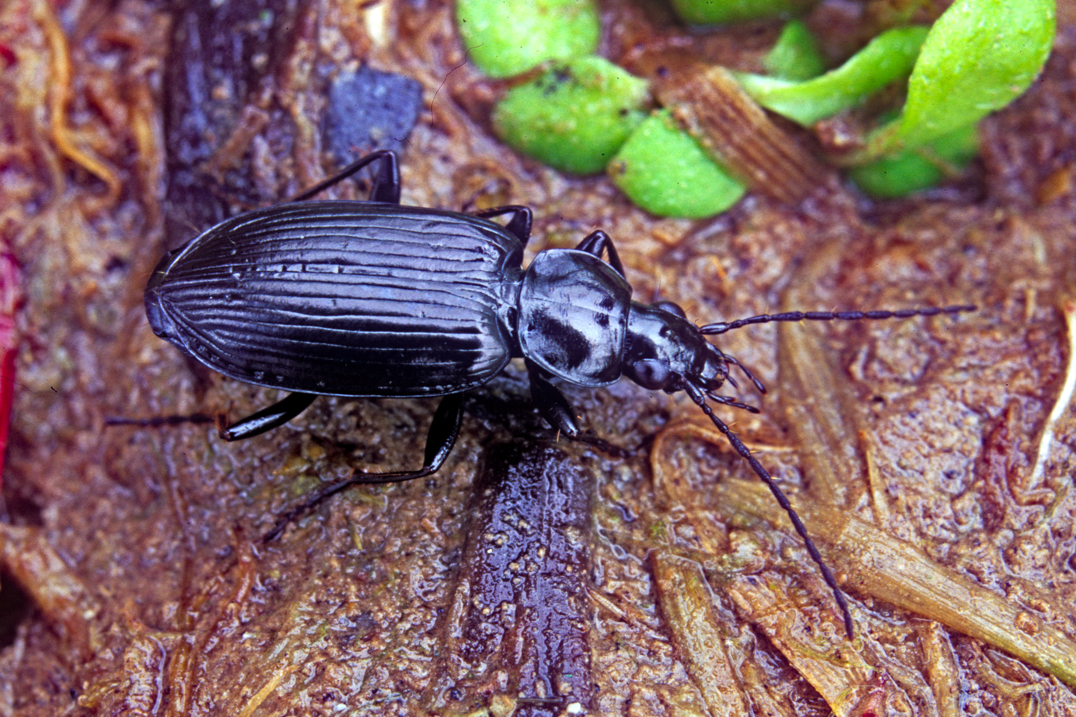 Agonum lugens