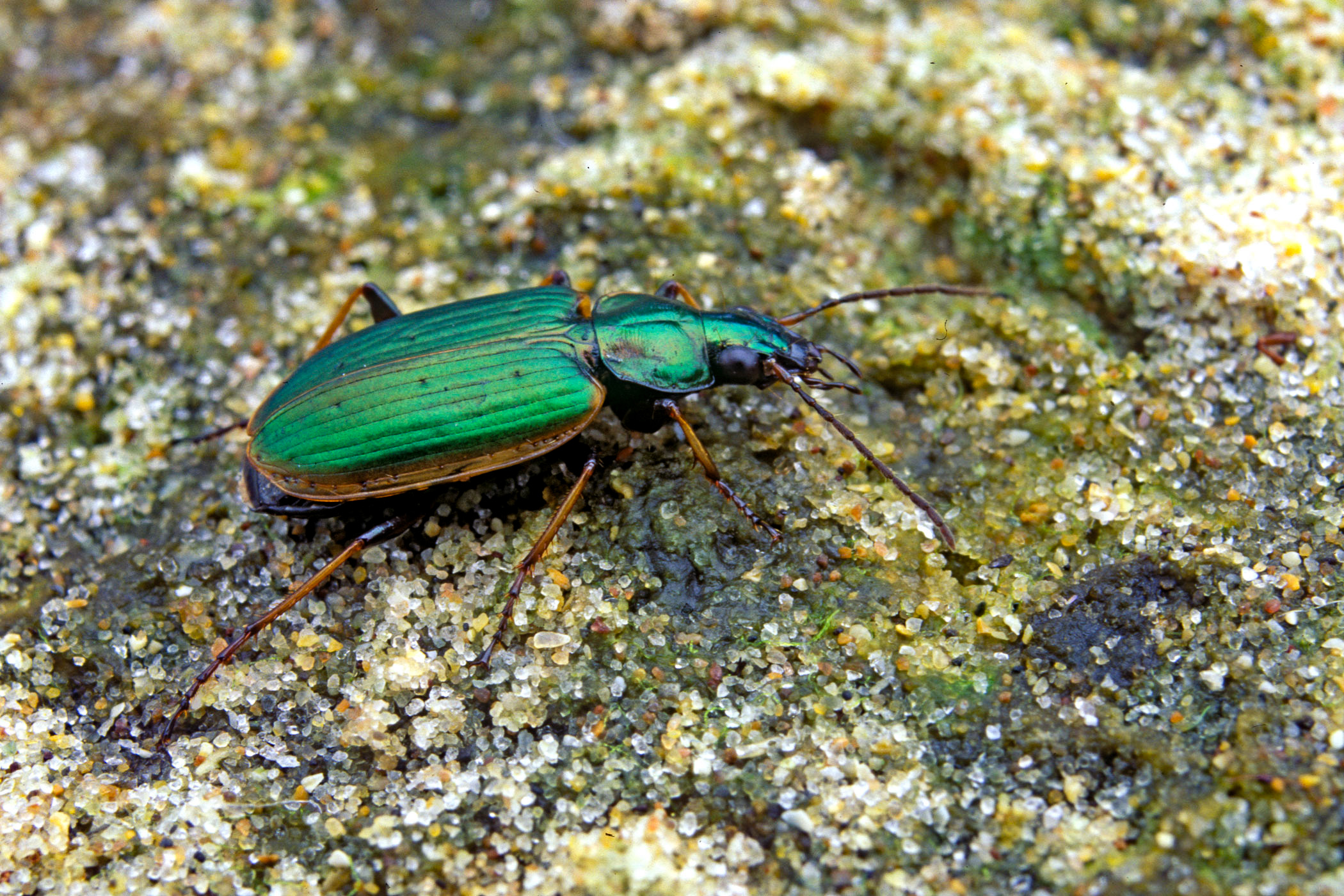 Agonum marginatum