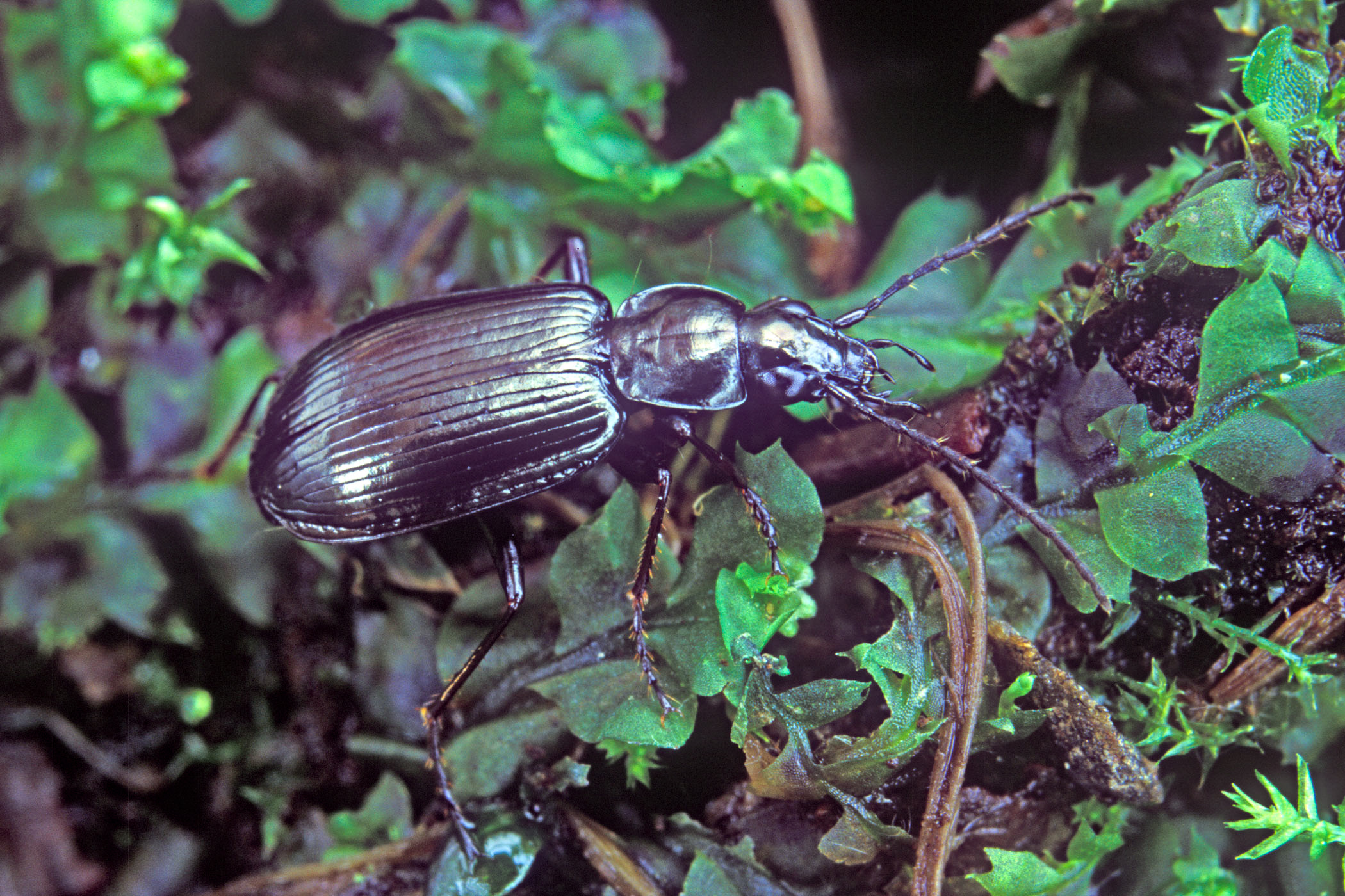 Agonum micans